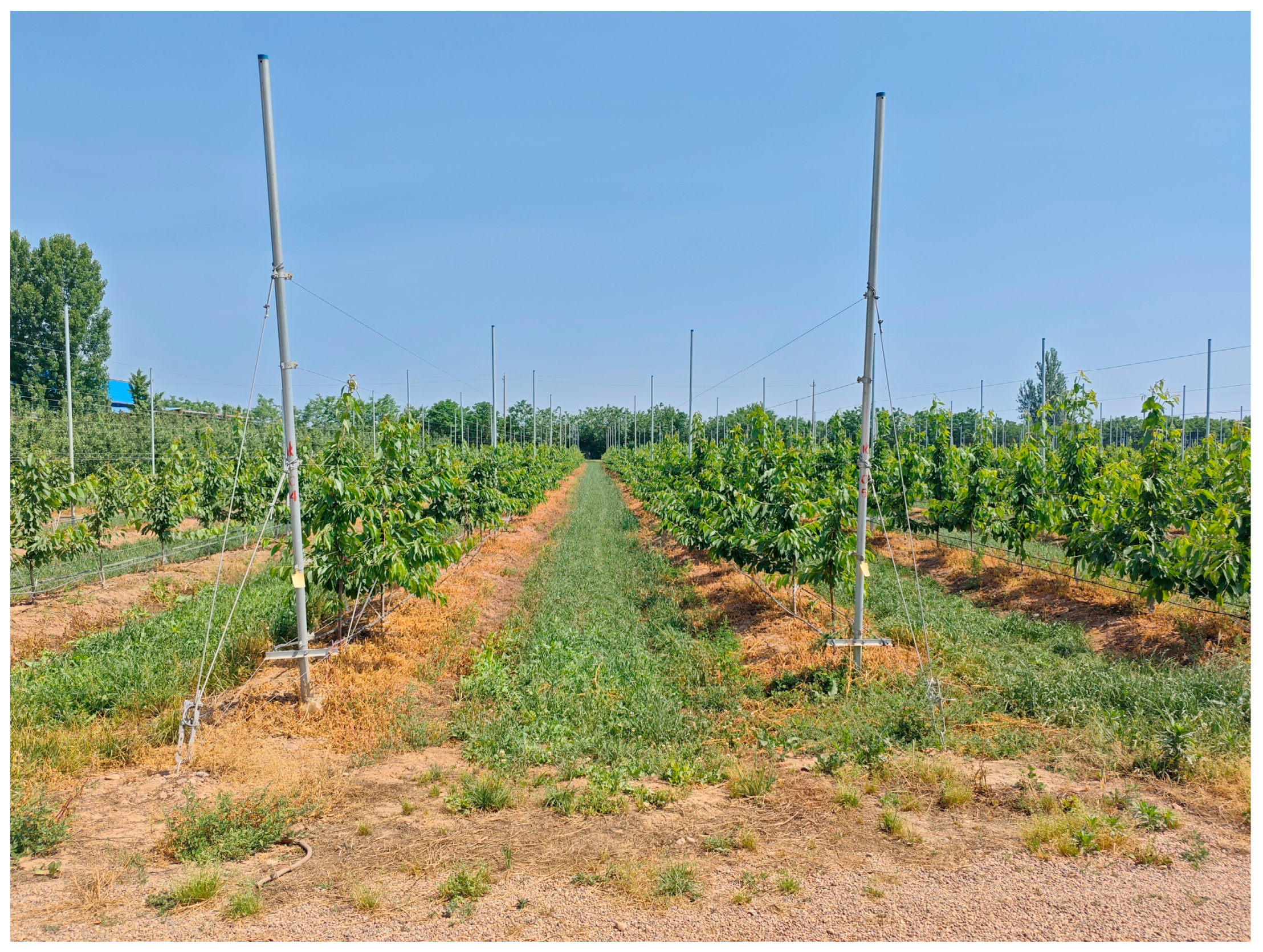 Agronomy 14 02541 g001