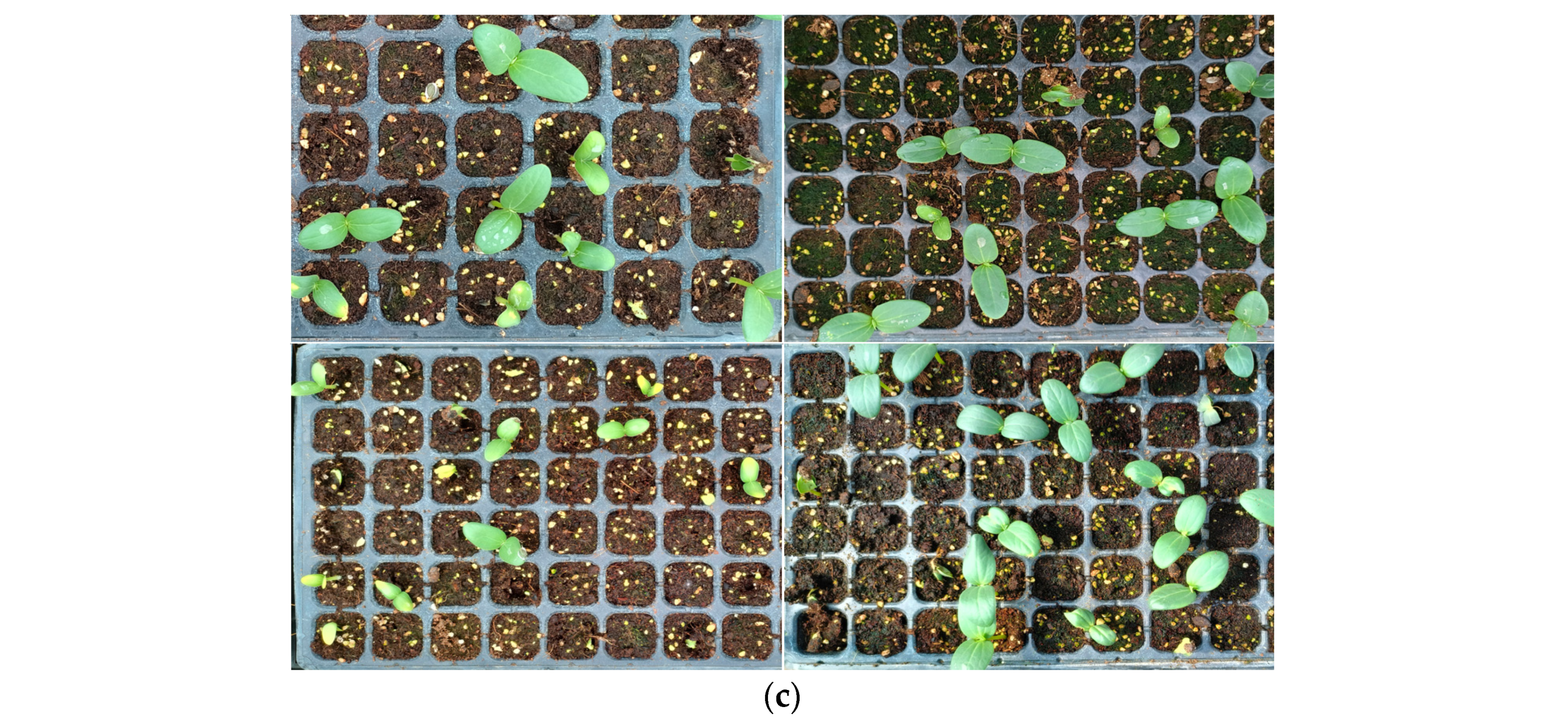 Agronomy 14 02557 g001b
