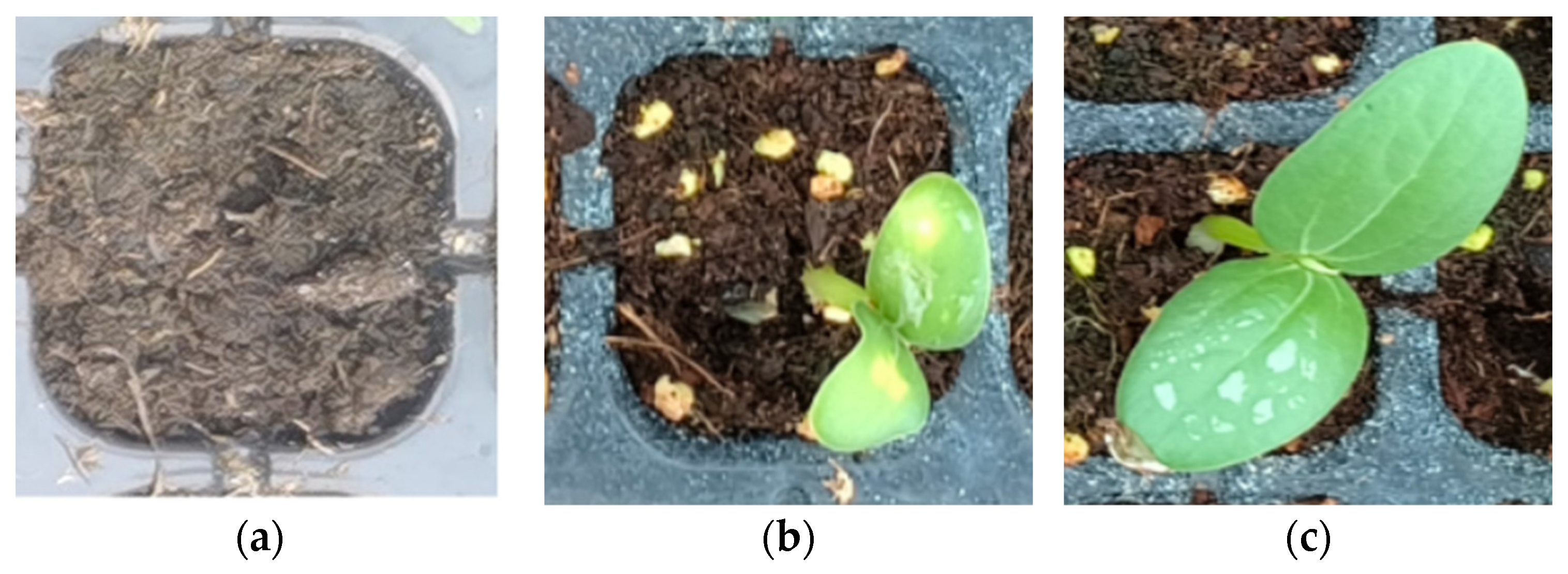 Agronomy 14 02557 g003