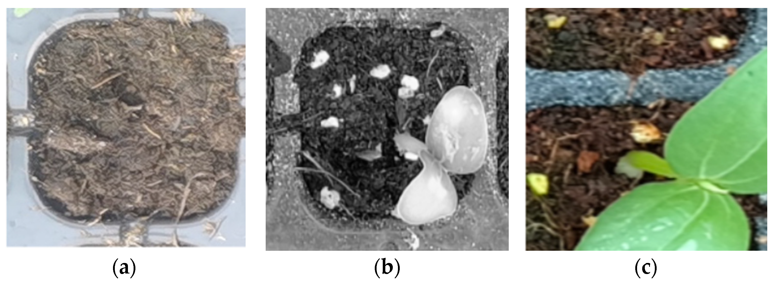 Agronomy 14 02557 g004