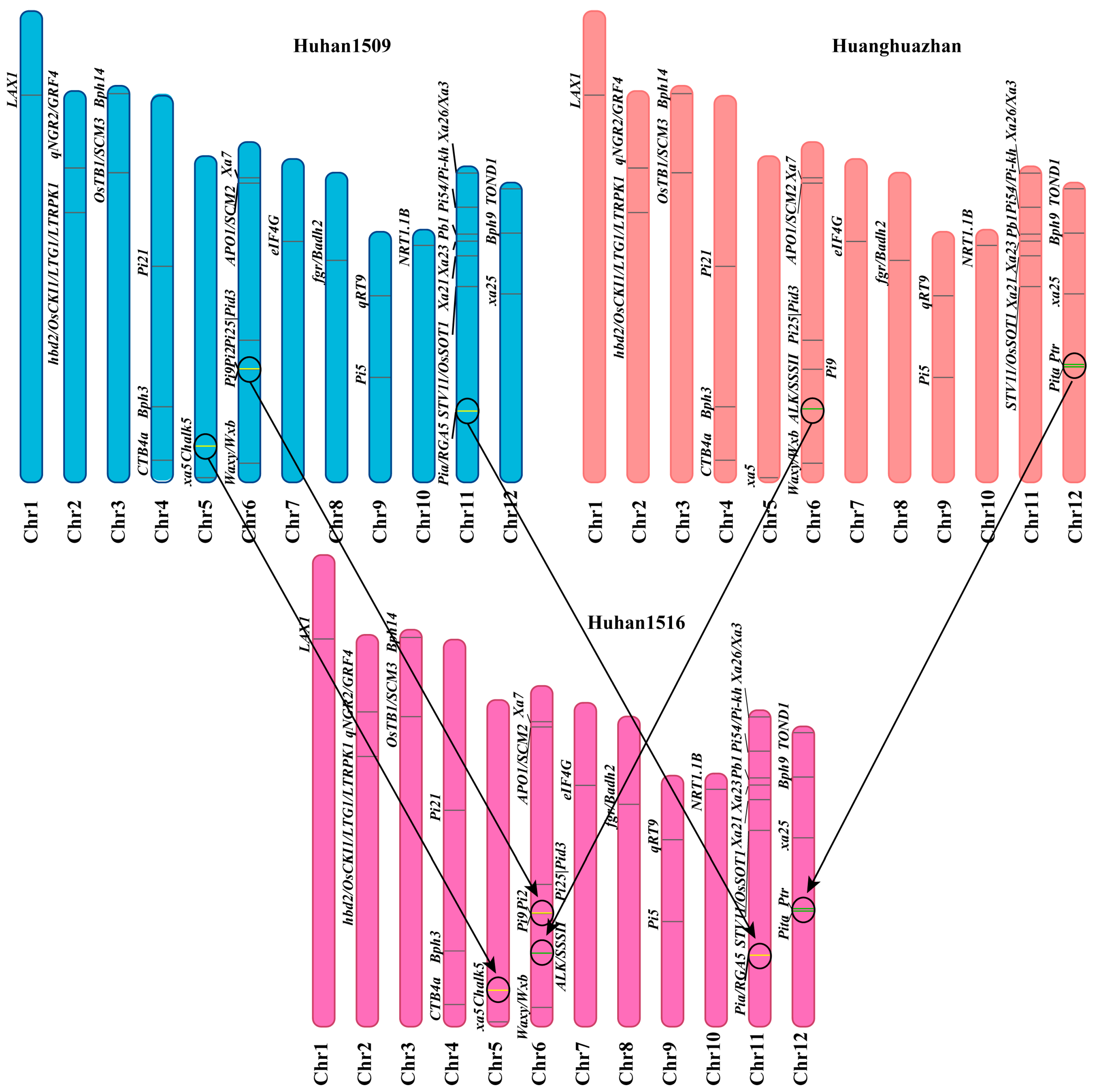 Agronomy 14 02566 g003