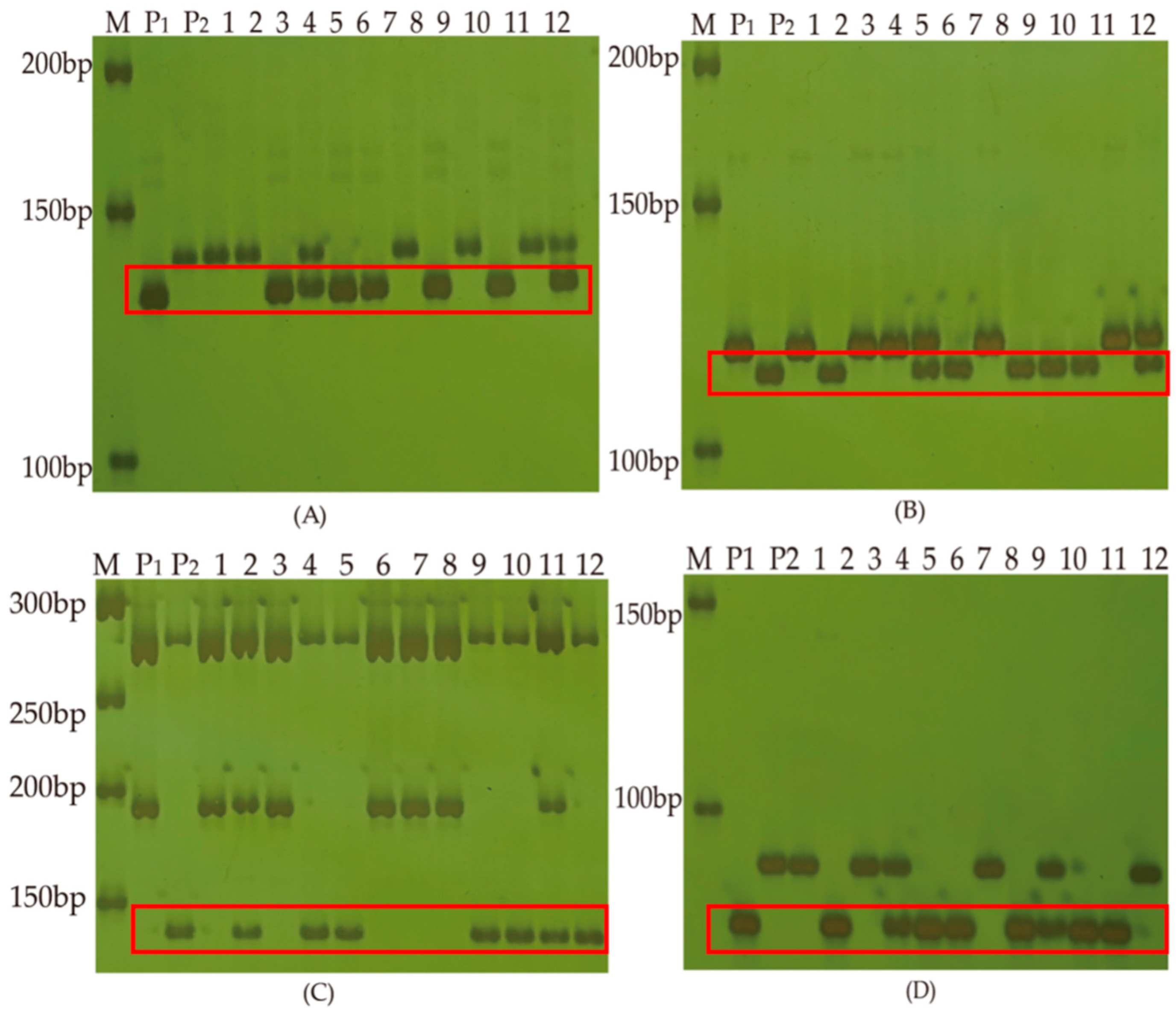 Agronomy 14 02566 g004