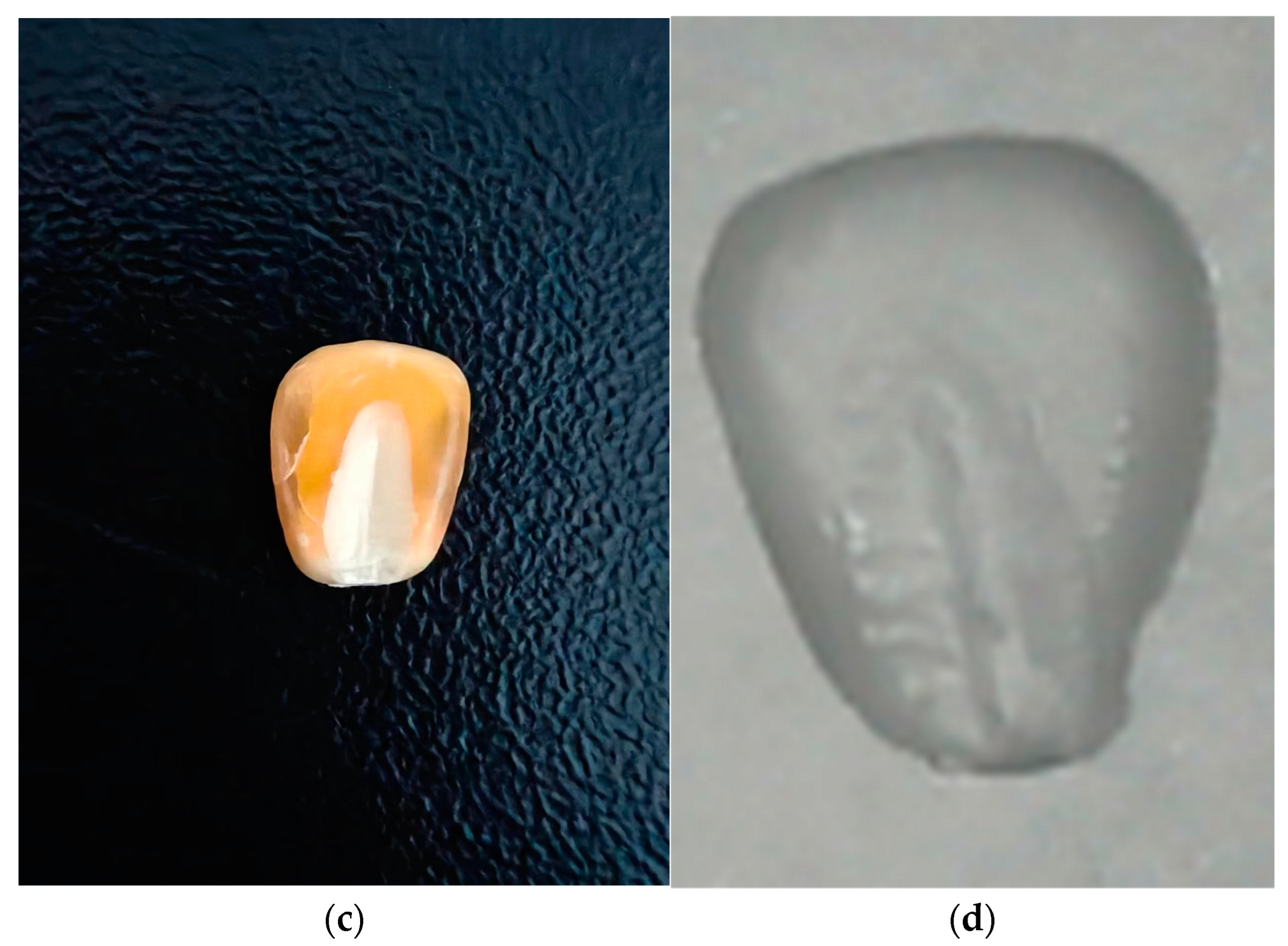 Agronomy 14 02567 g004b