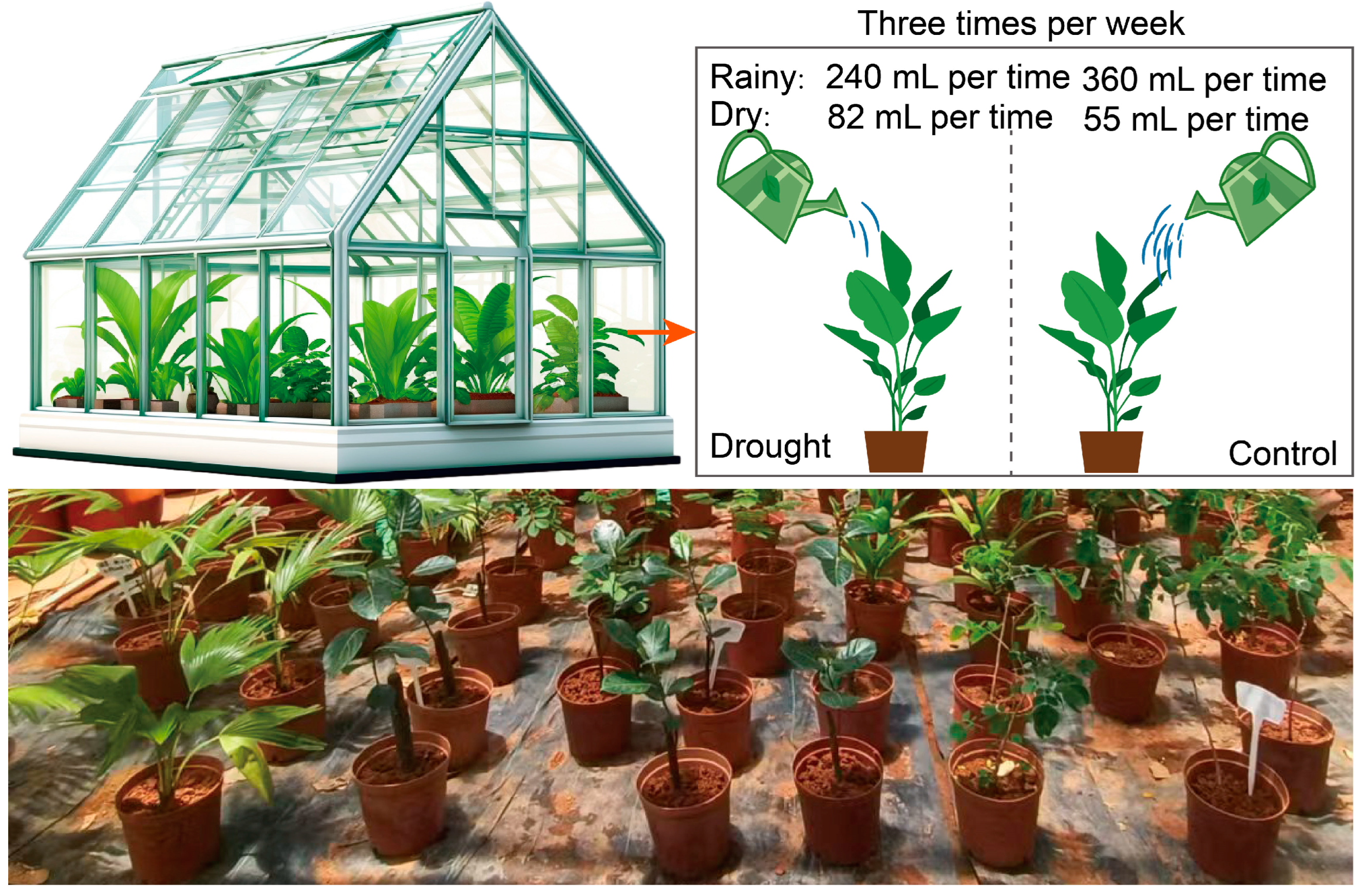 Agronomy 14 02584 g002