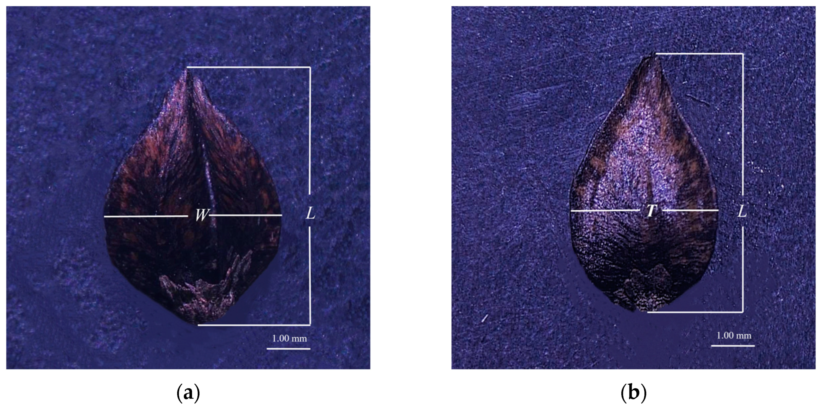 Agronomy 14 02585 g001