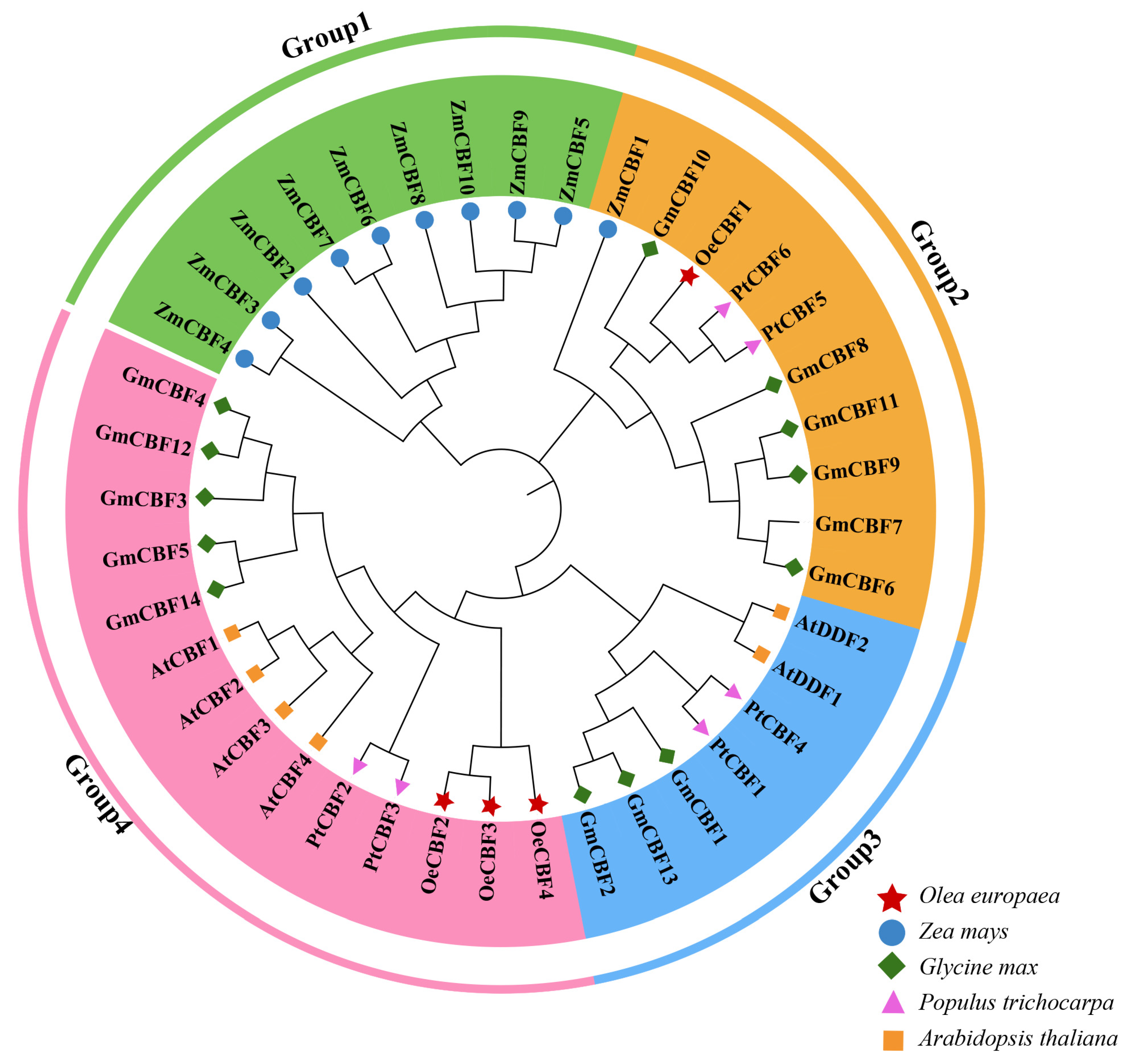 Agronomy 14 02593 g001 Agronomy 14 02593 g001