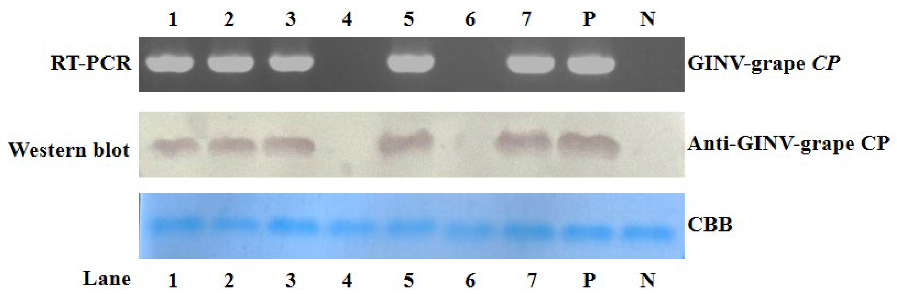 Agronomy 14 02594 g003