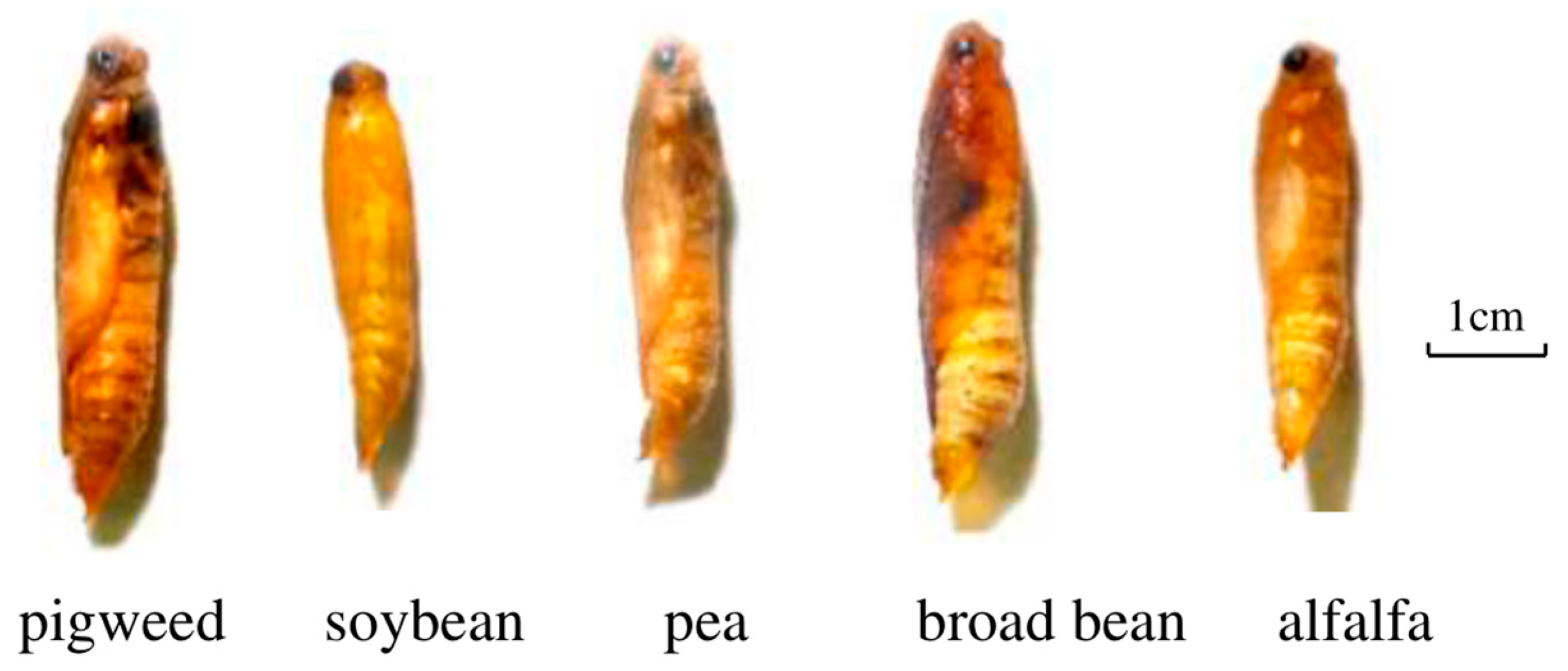 Agronomy 14 02595 g002