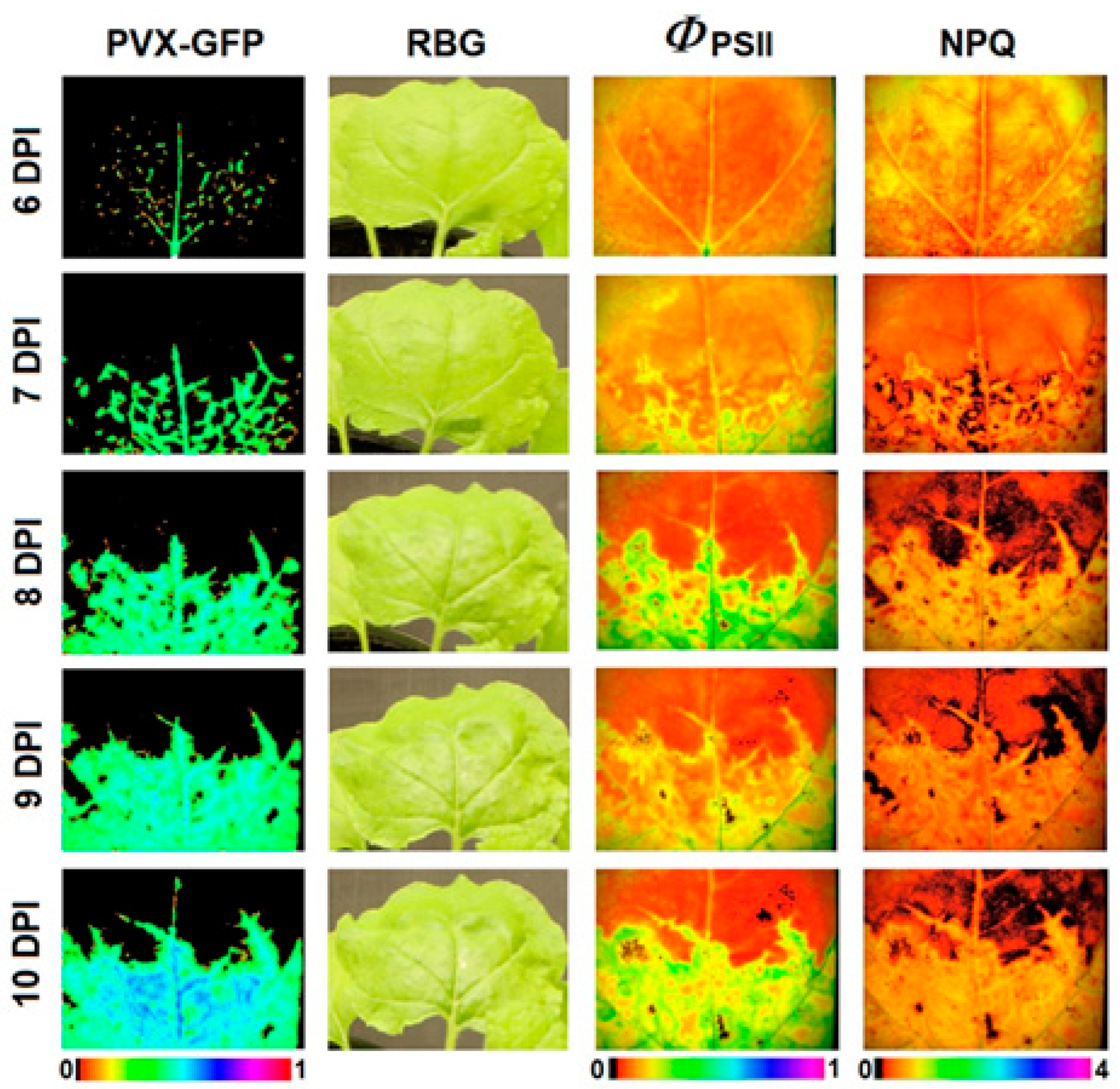Agronomy 14 02600 g002