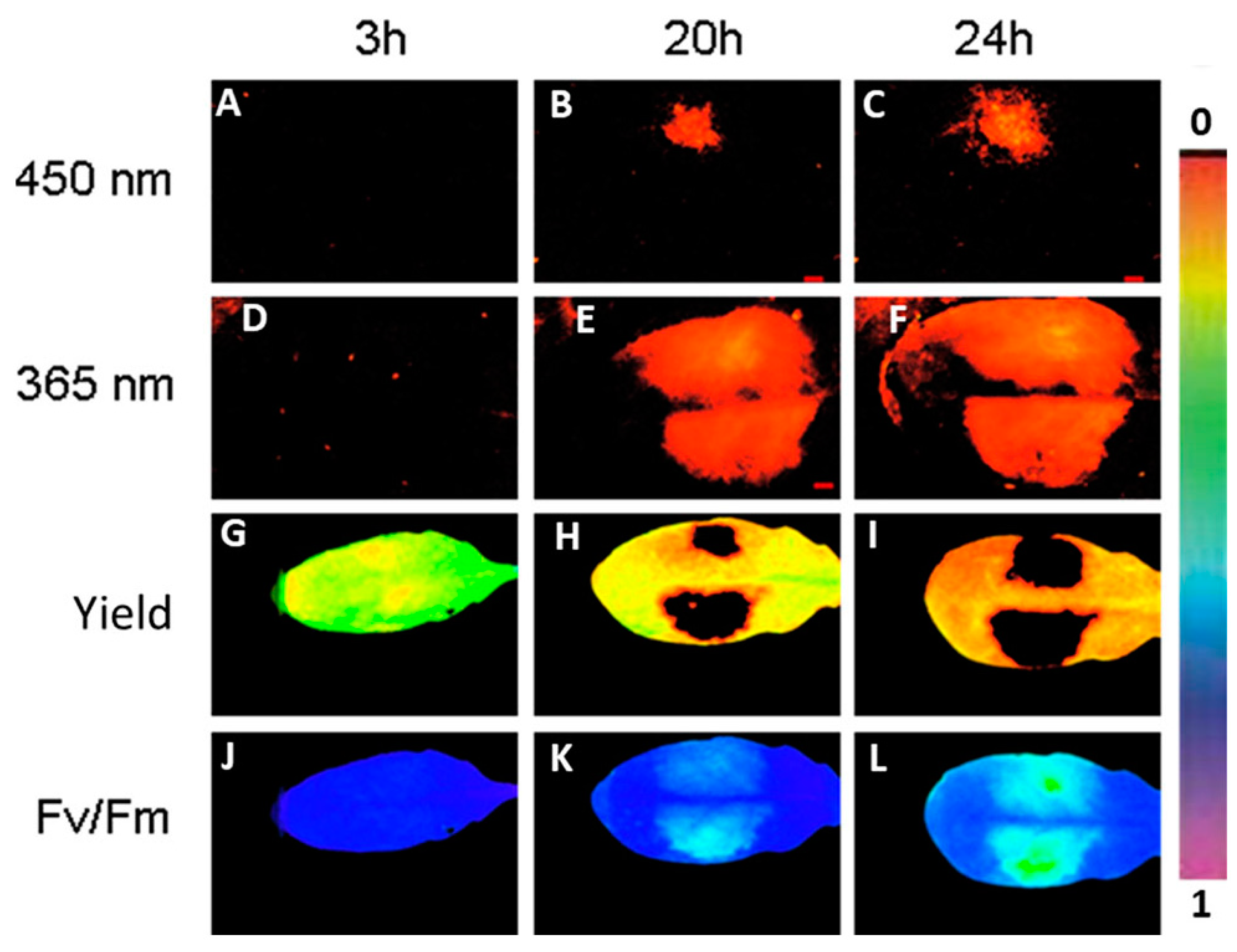 Agronomy 14 02600 g003