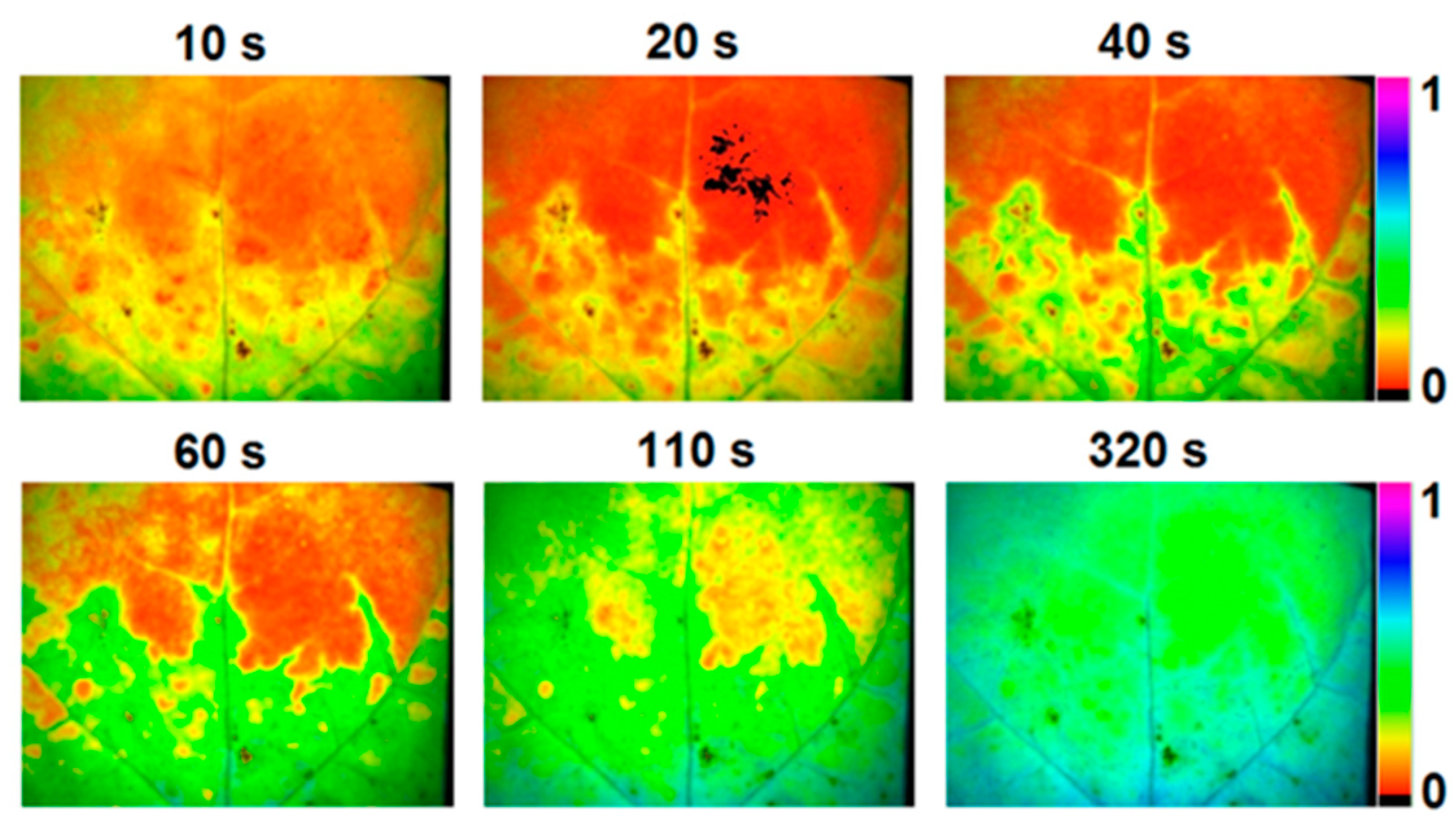 Agronomy 14 02600 g007