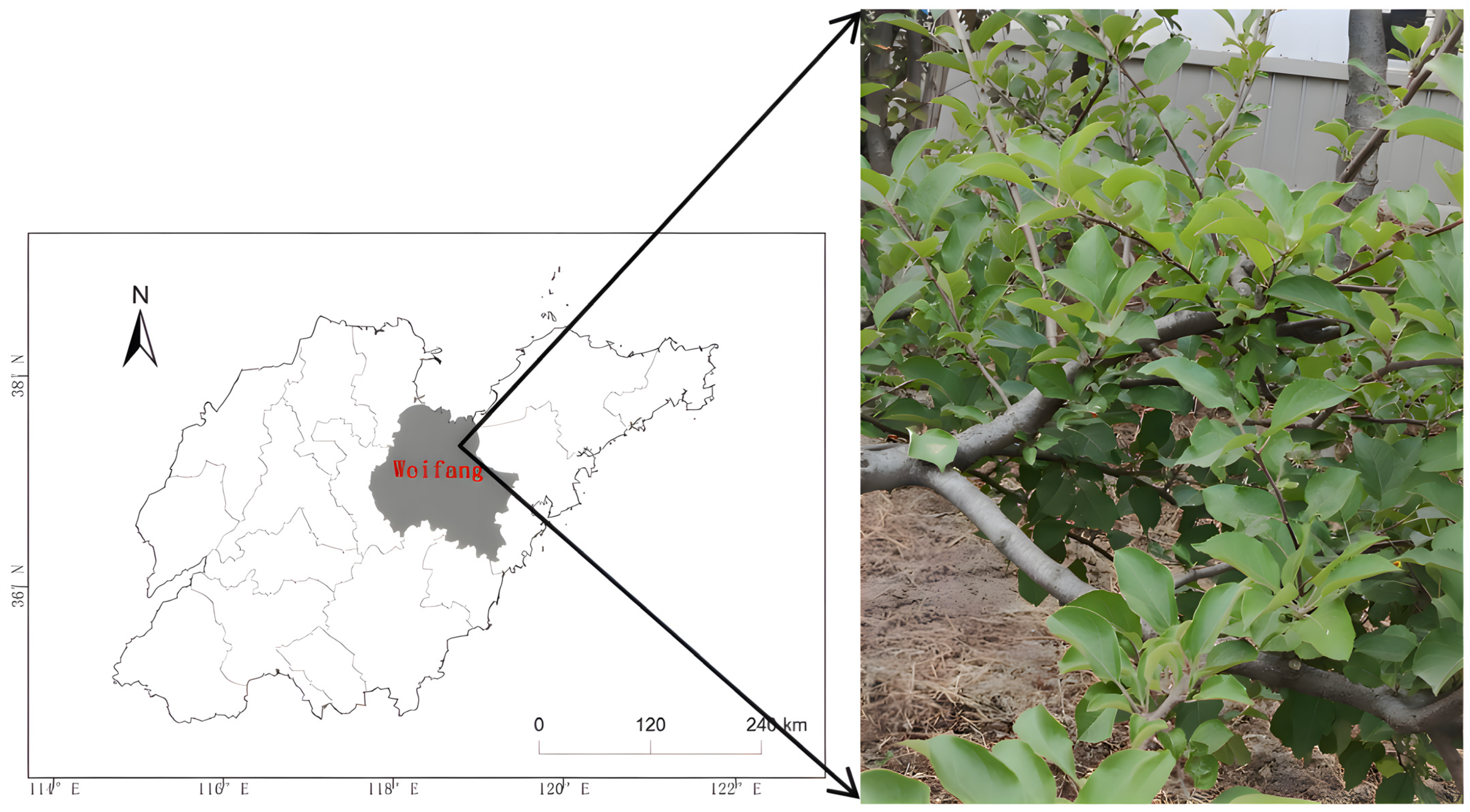 Agronomy 14 02602 g001