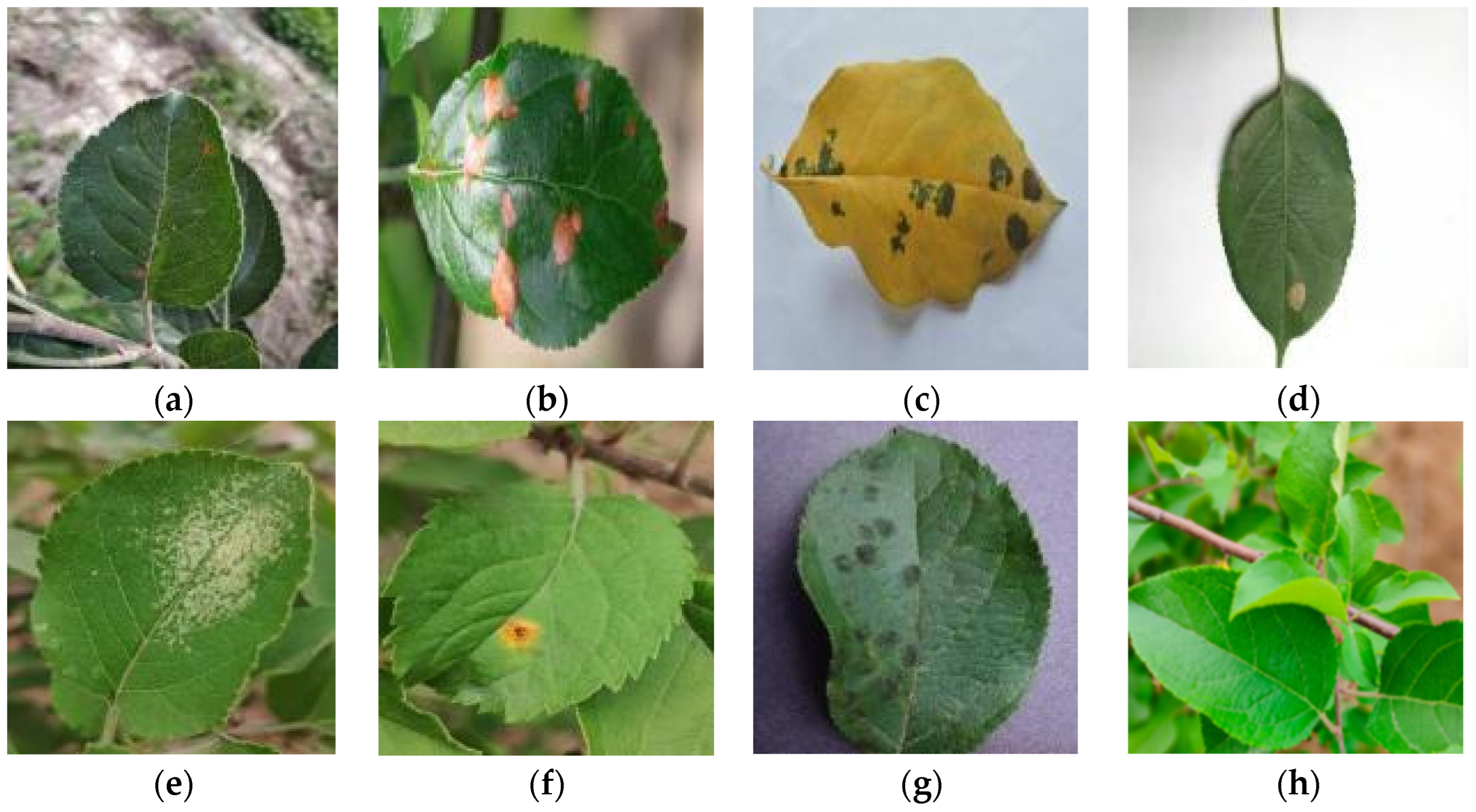 Agronomy 14 02602 g002