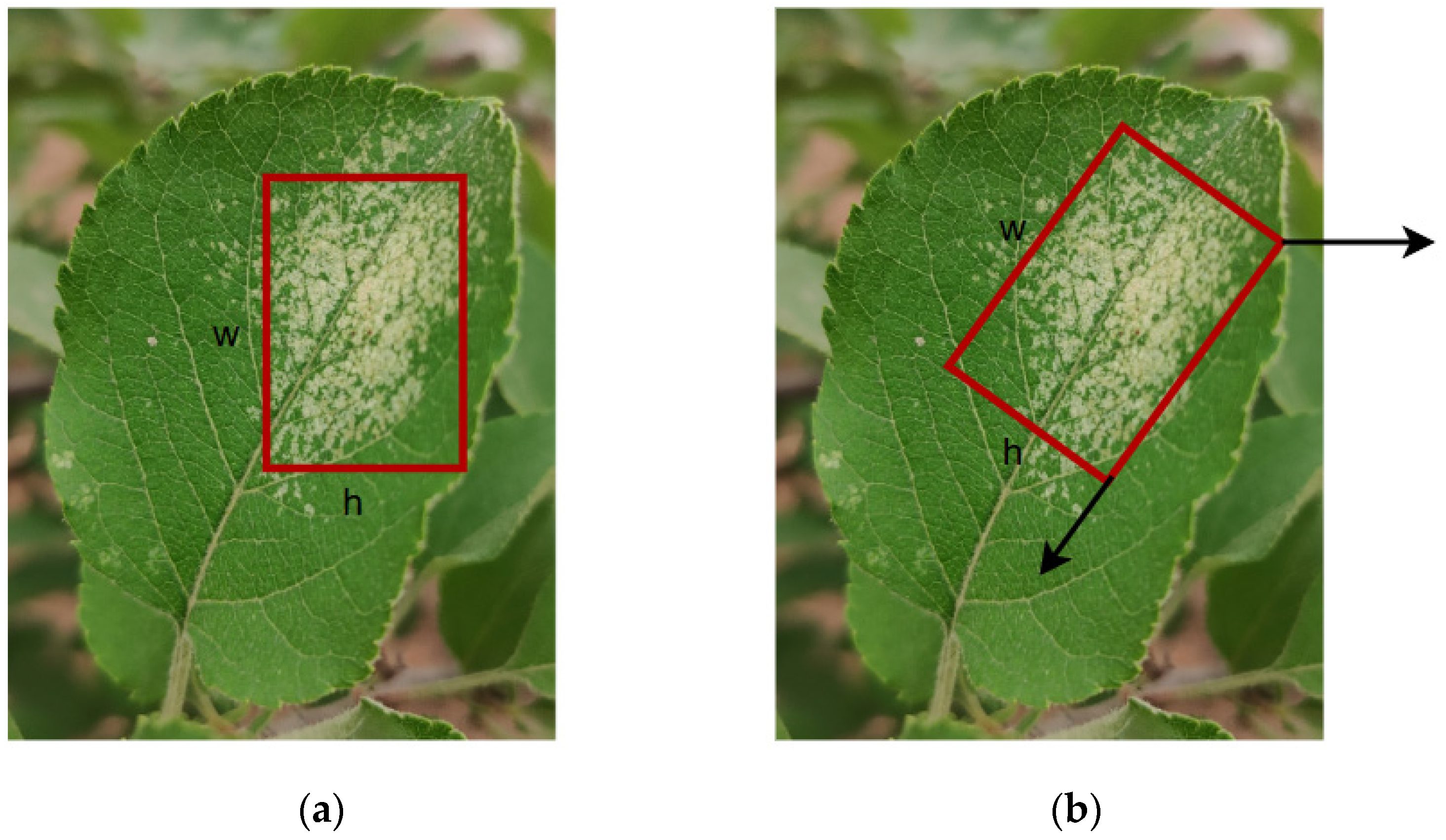 Agronomy 14 02602 g003