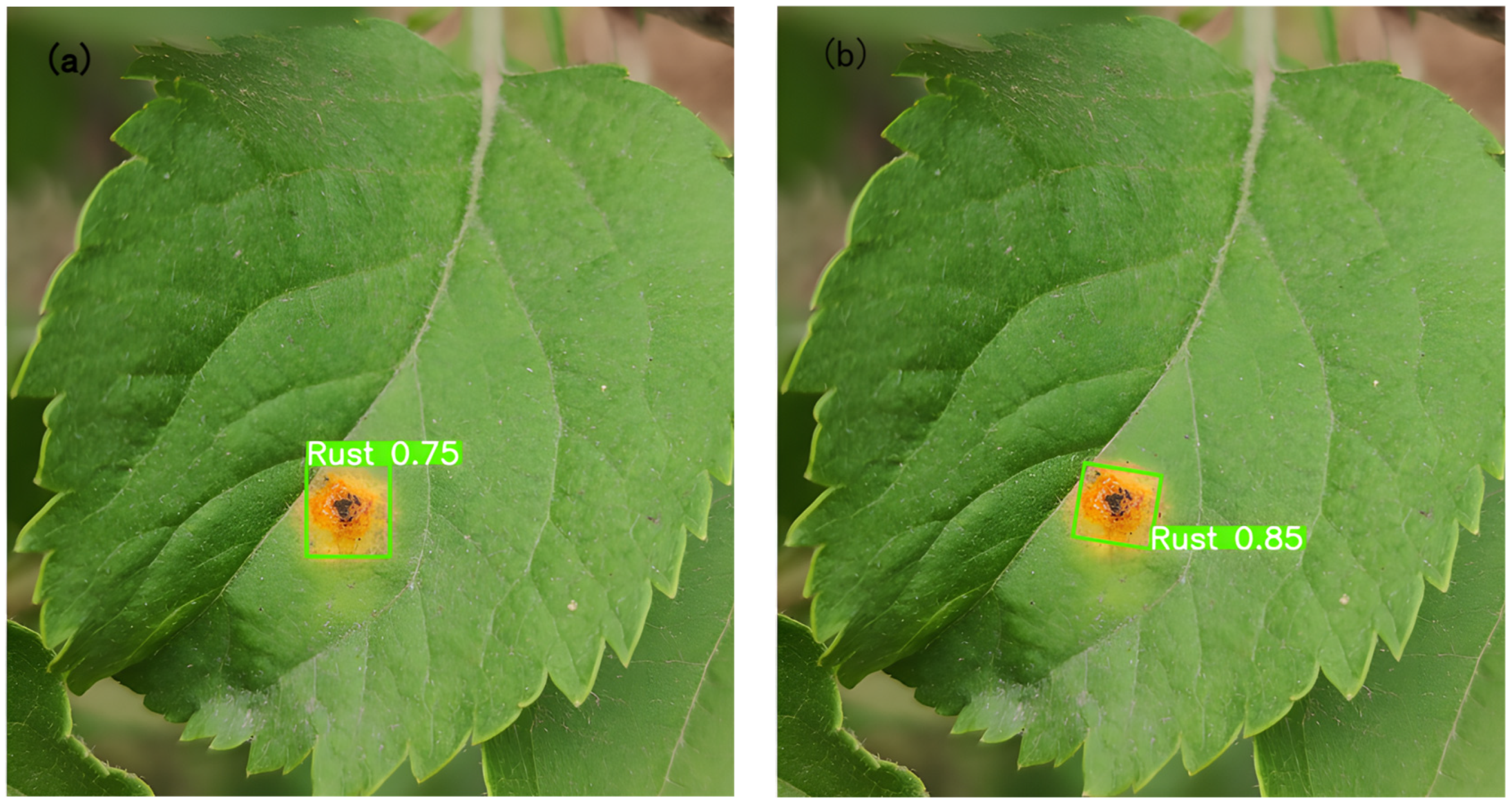 Agronomy 14 02602 g004