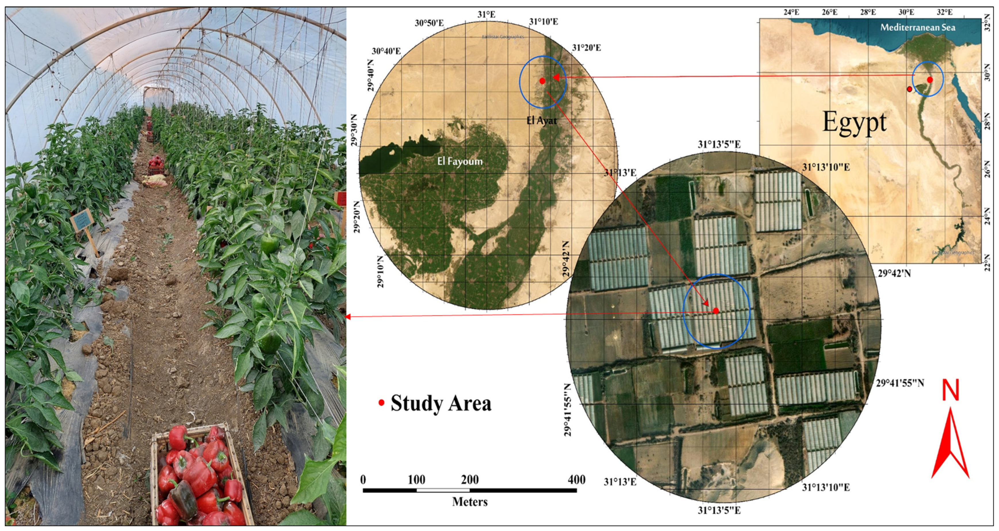 Agronomy 14 02603 g001