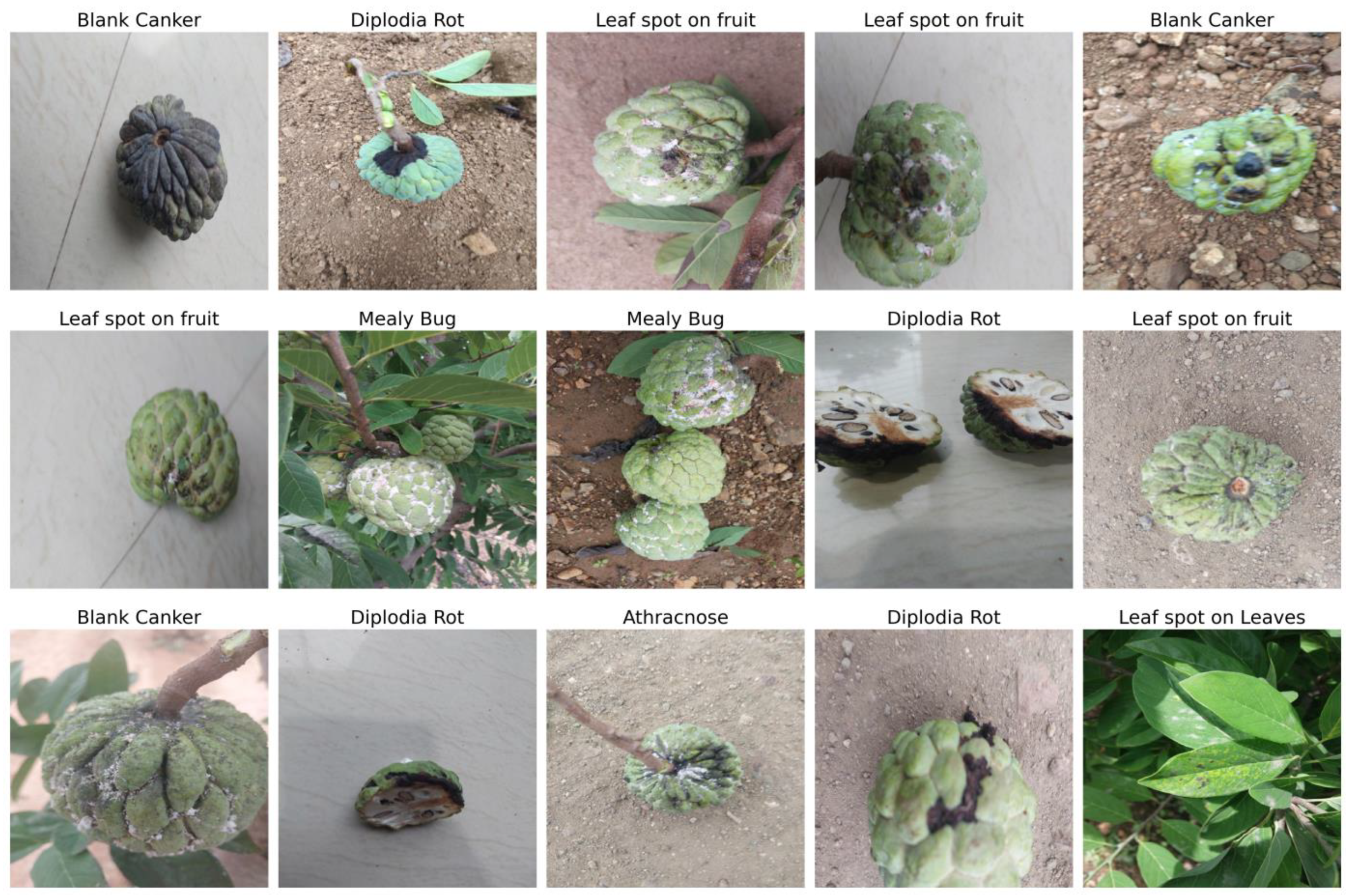 Agronomy 14 02605 g003