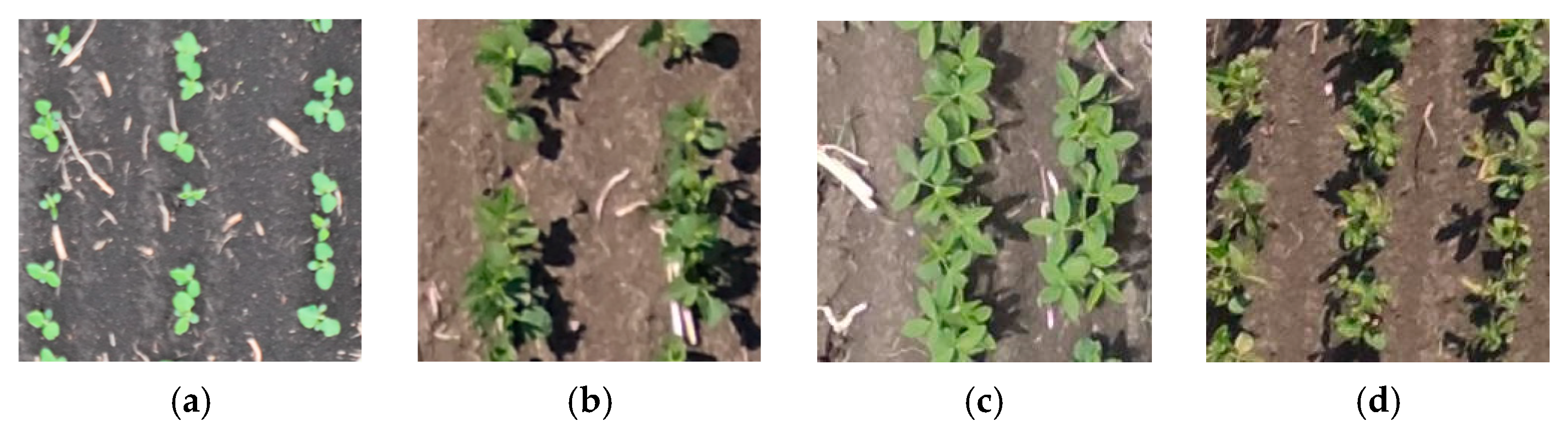 Research on Soybean Seedling Stage Recognition Based on Swin