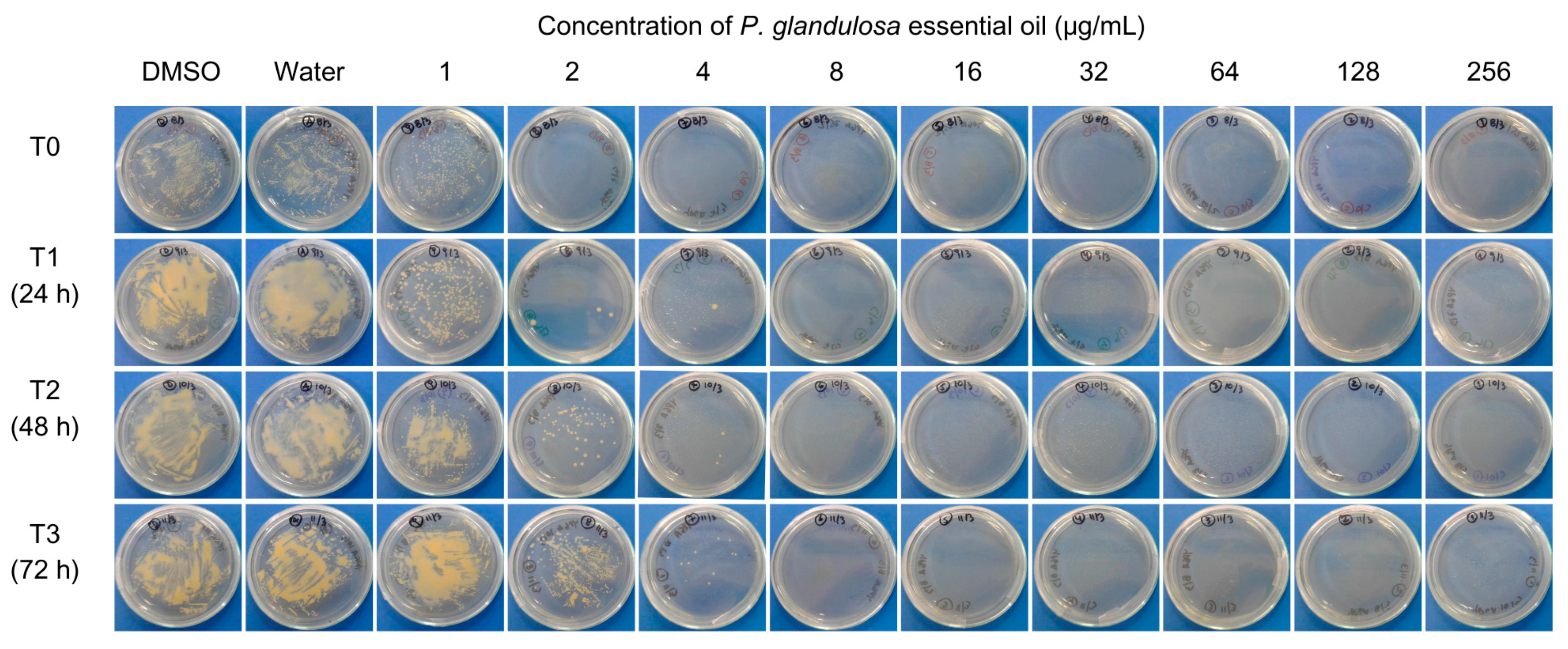 Agronomy 14 02615 g001