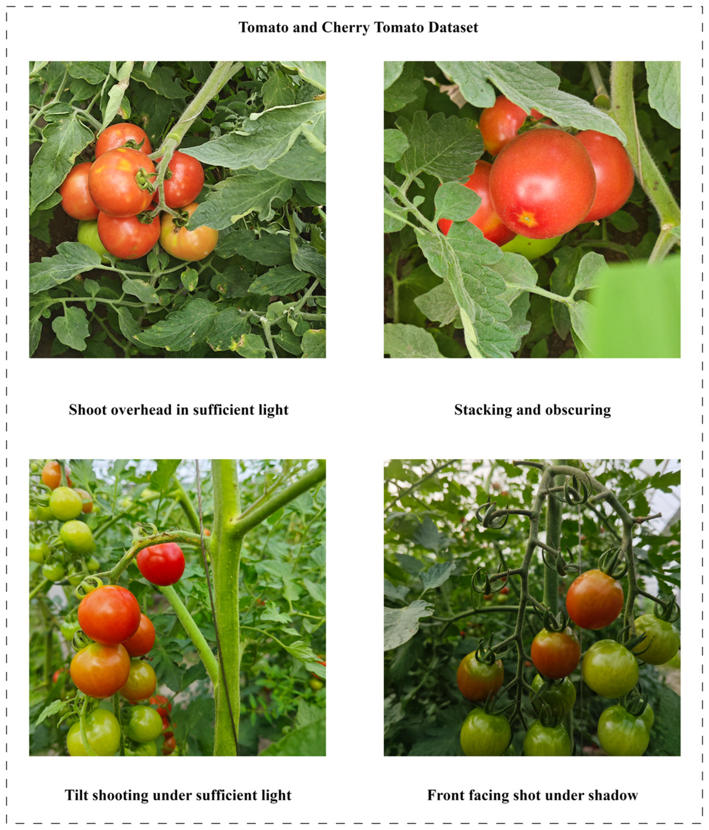 Agronomy 14 02644 g001