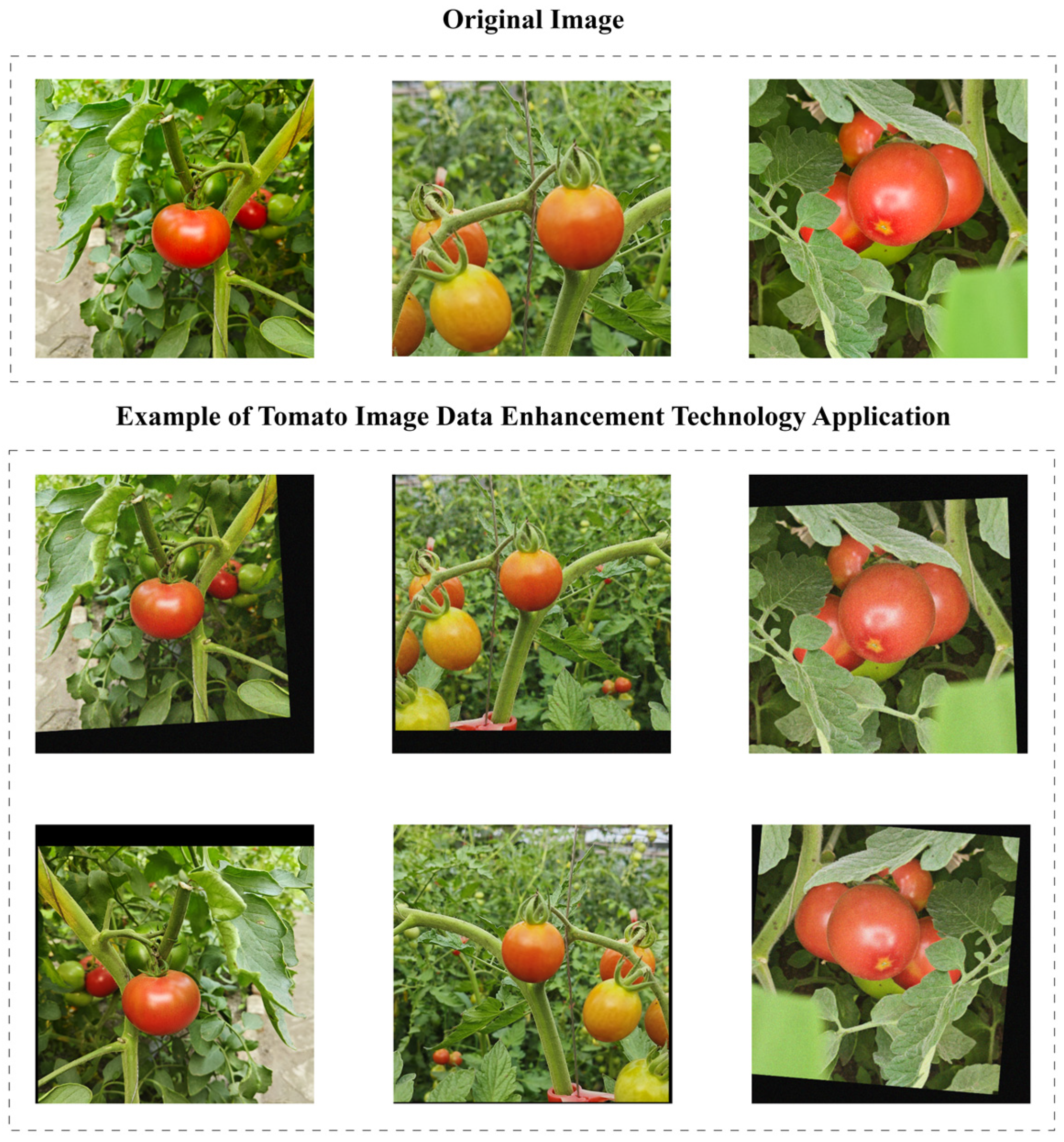 Agronomy 14 02644 g002