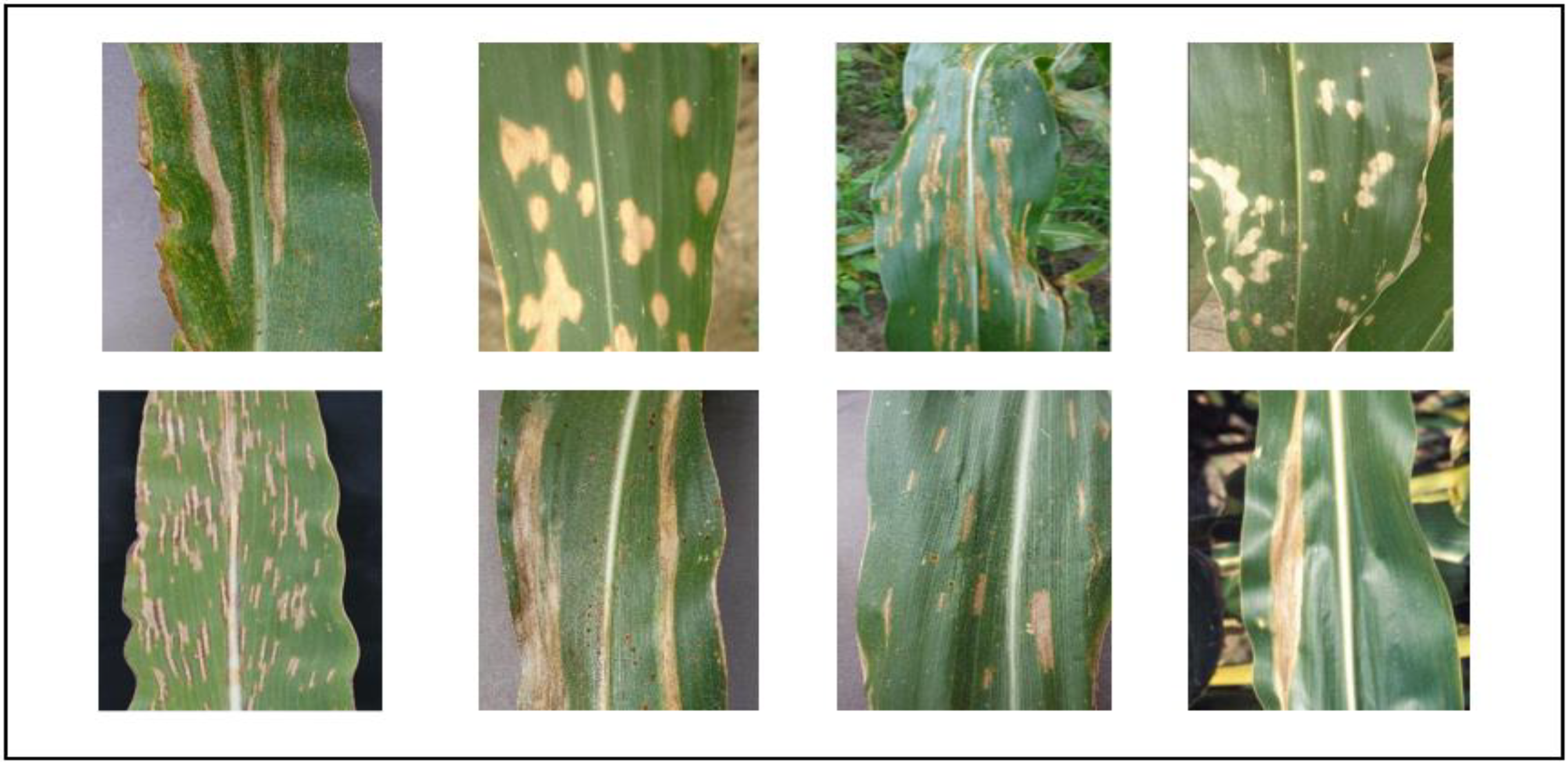 Agronomy 14 02652 g002