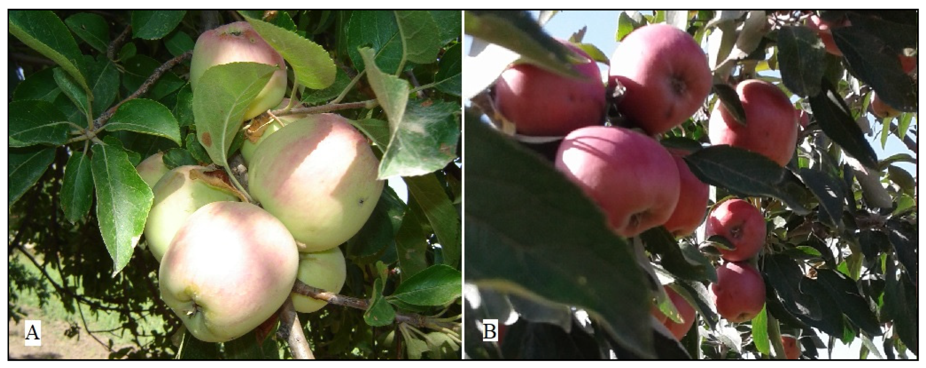 Agronomy 14 02655 g001