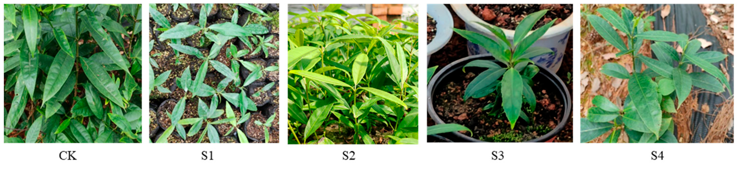 Agronomy 14 02658 g001