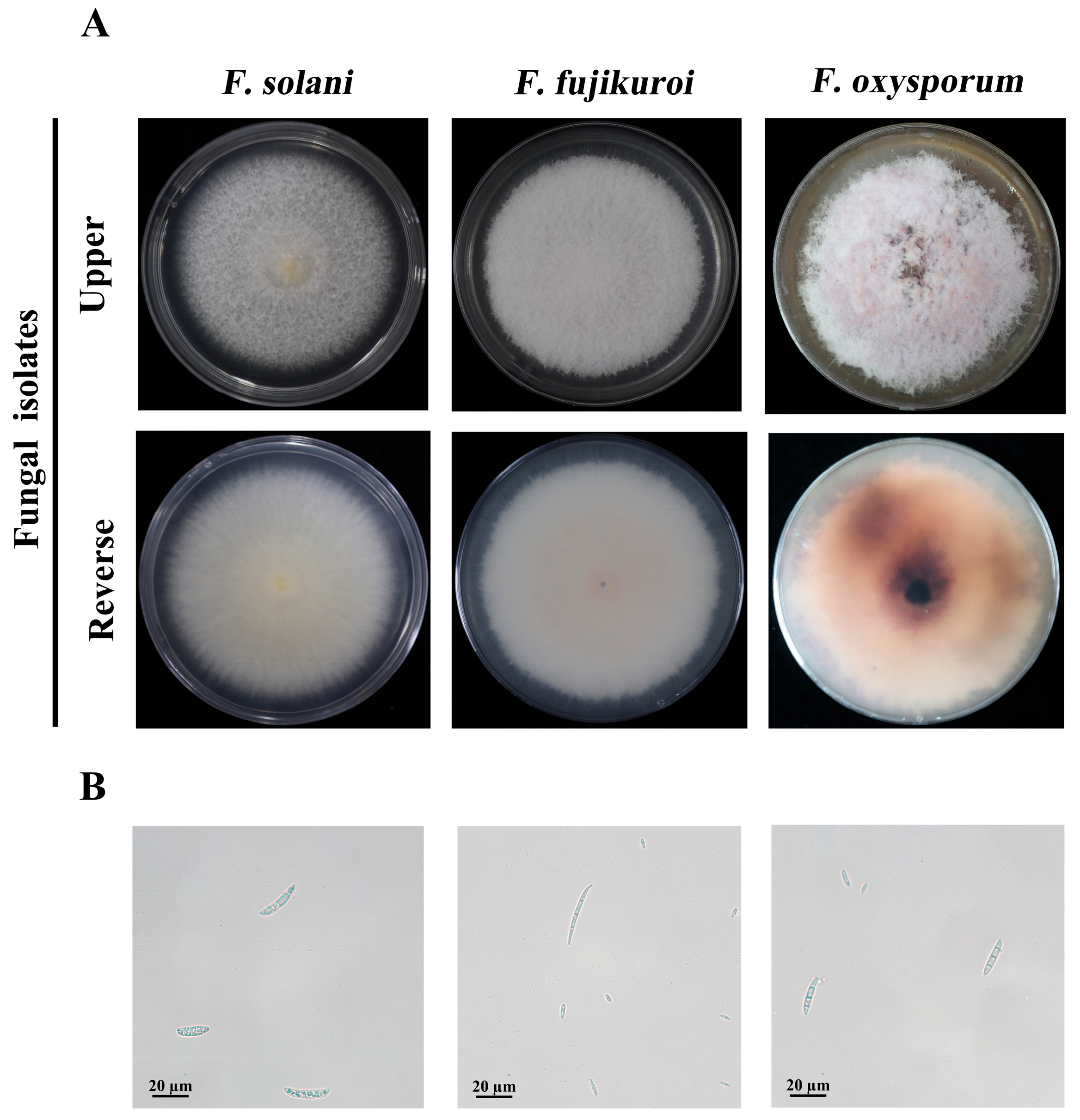 Agronomy 14 02662 g005