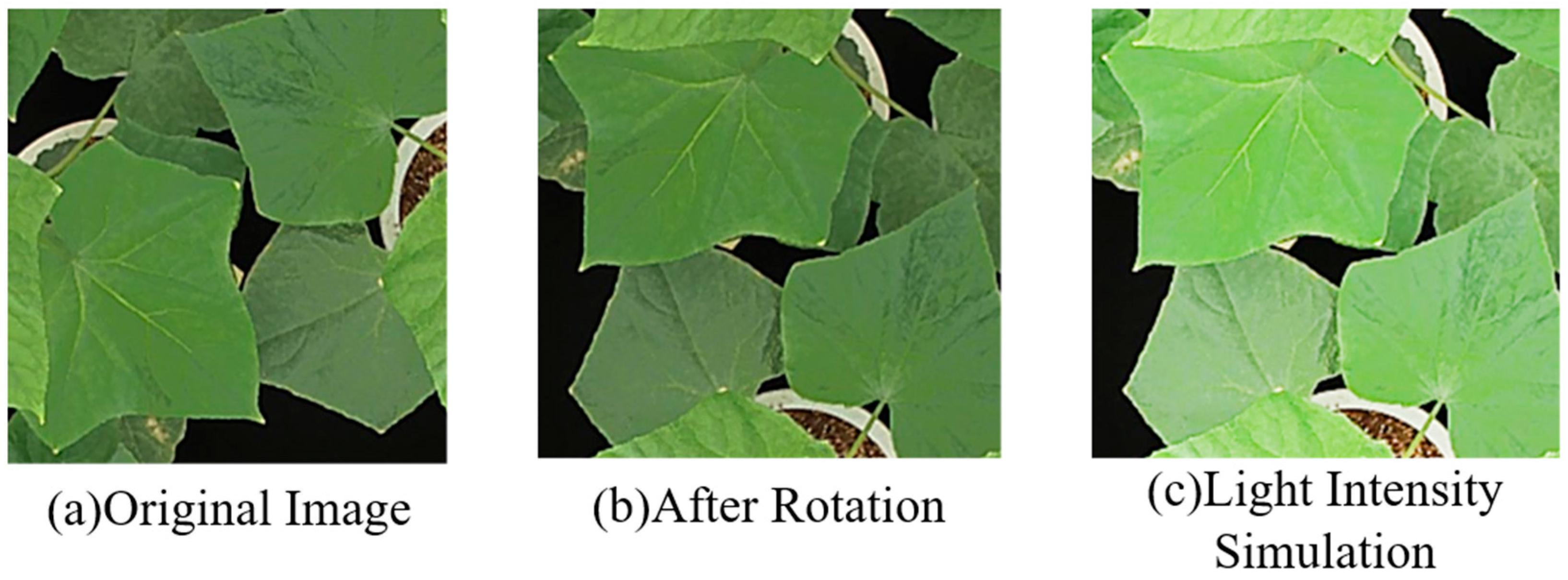 Agronomy 14 02664 g004