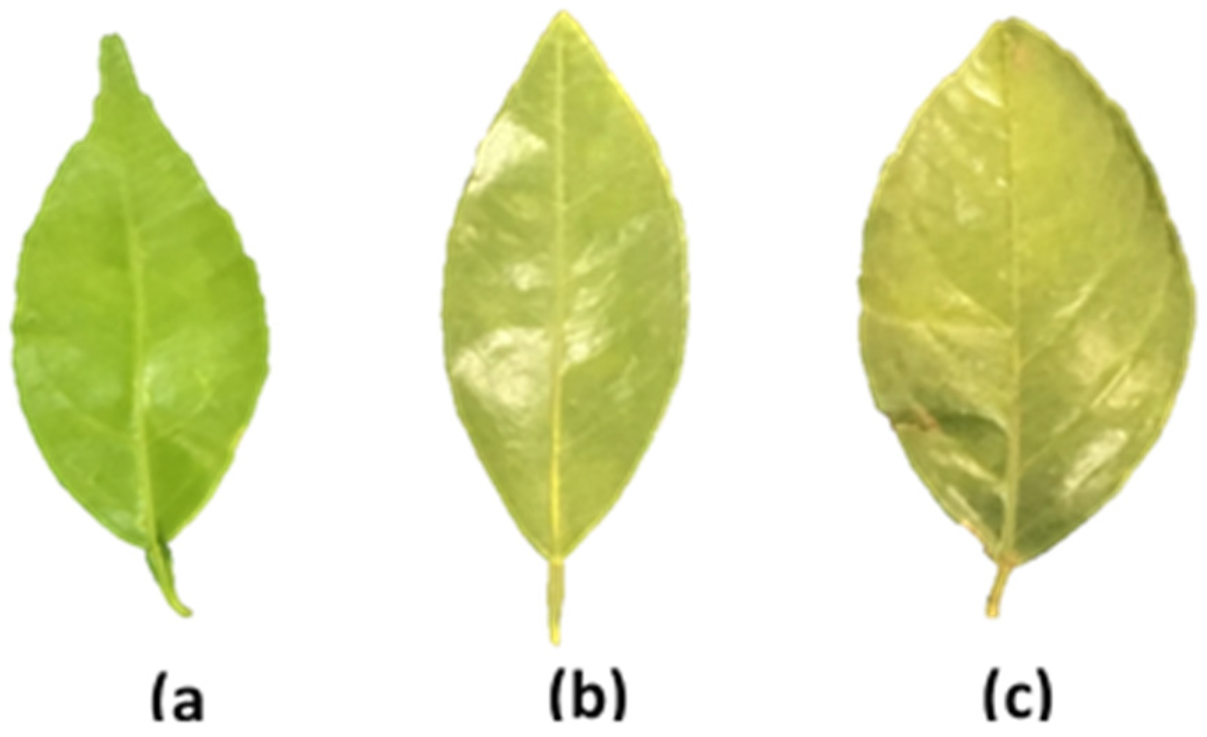 Agronomy 14 02666 g001