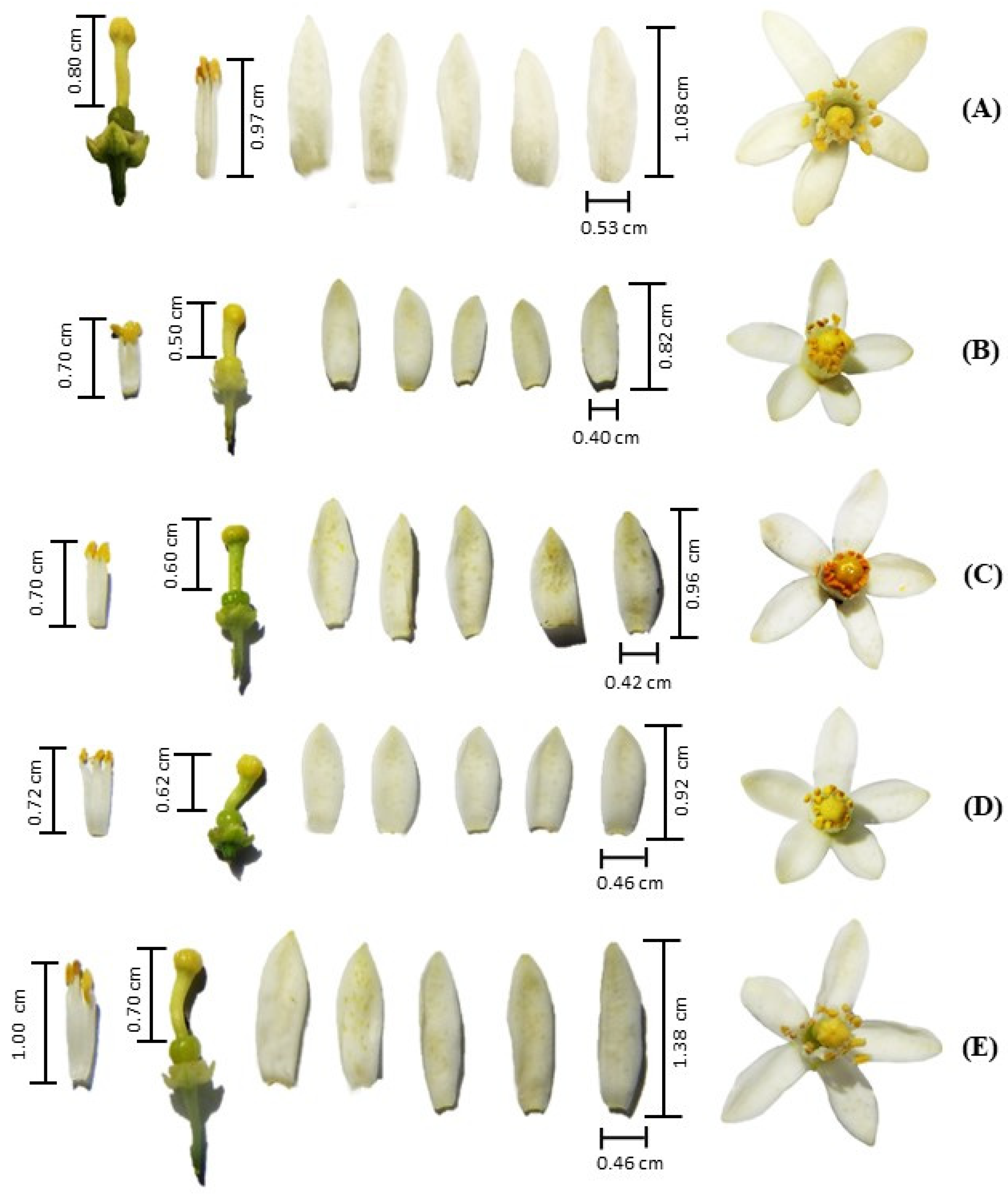 Agronomy 14 02666 g002