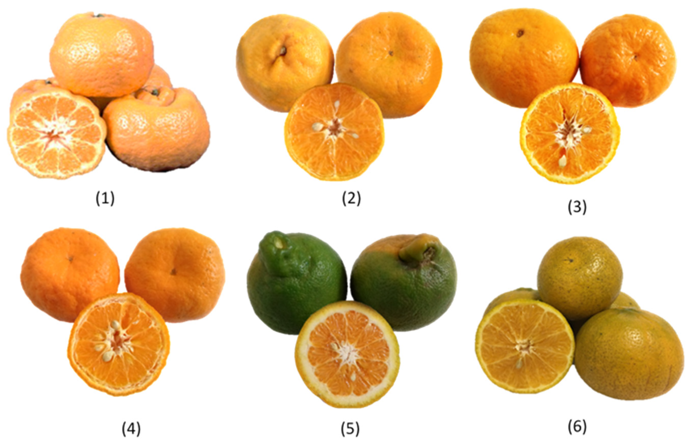 Agronomy 14 02666 g004