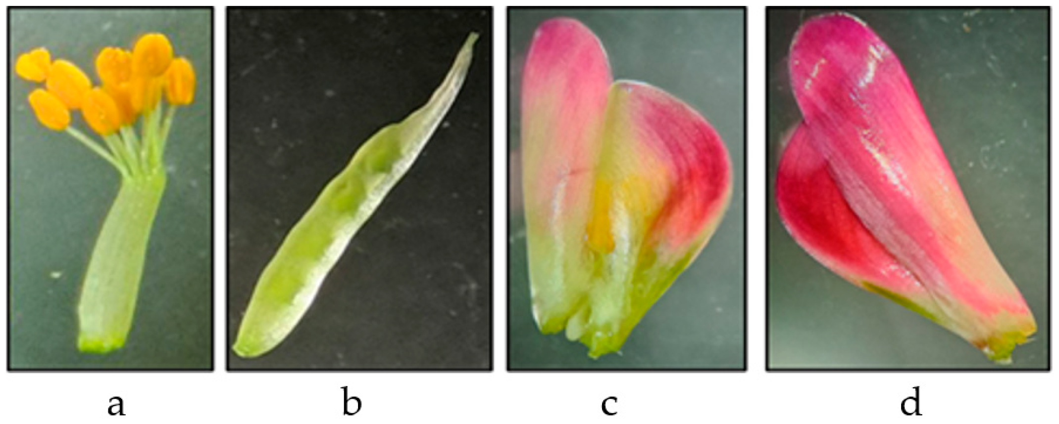 Agronomy 14 02667 g002
