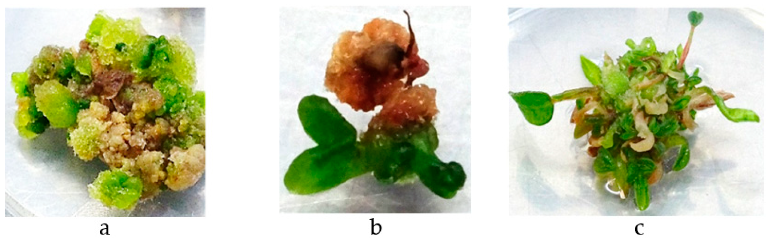 Agronomy 14 02667 g003