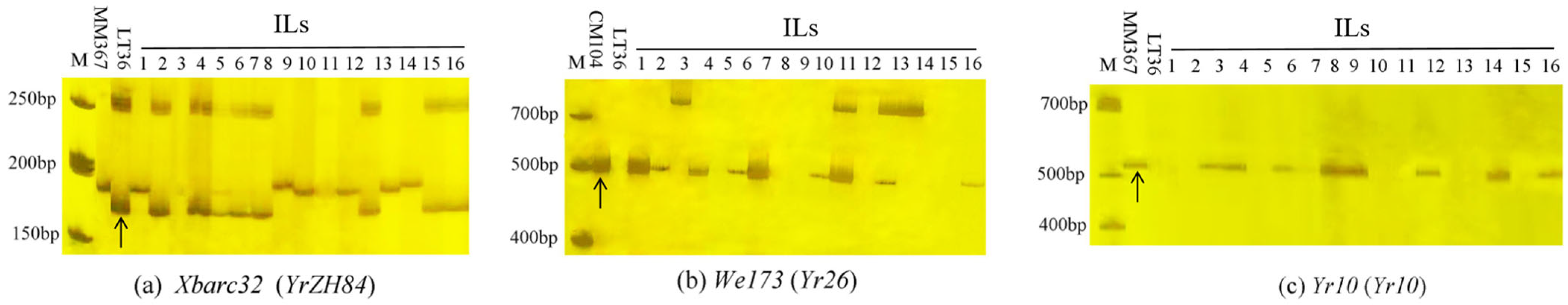 Agronomy 14 02672 g001