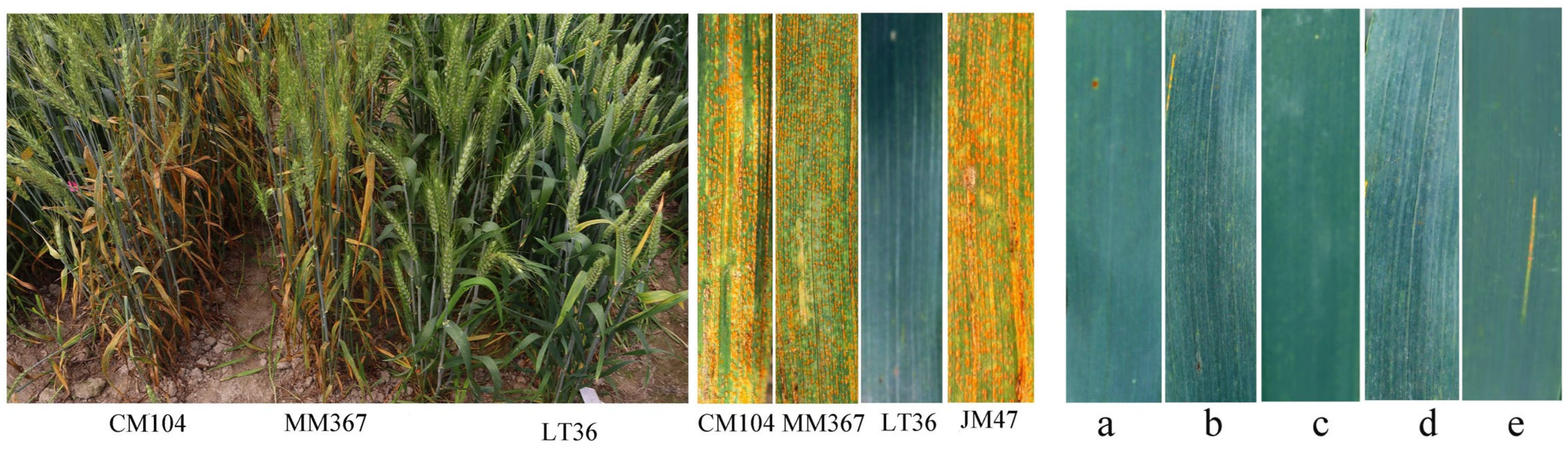 Agronomy 14 02672 g002