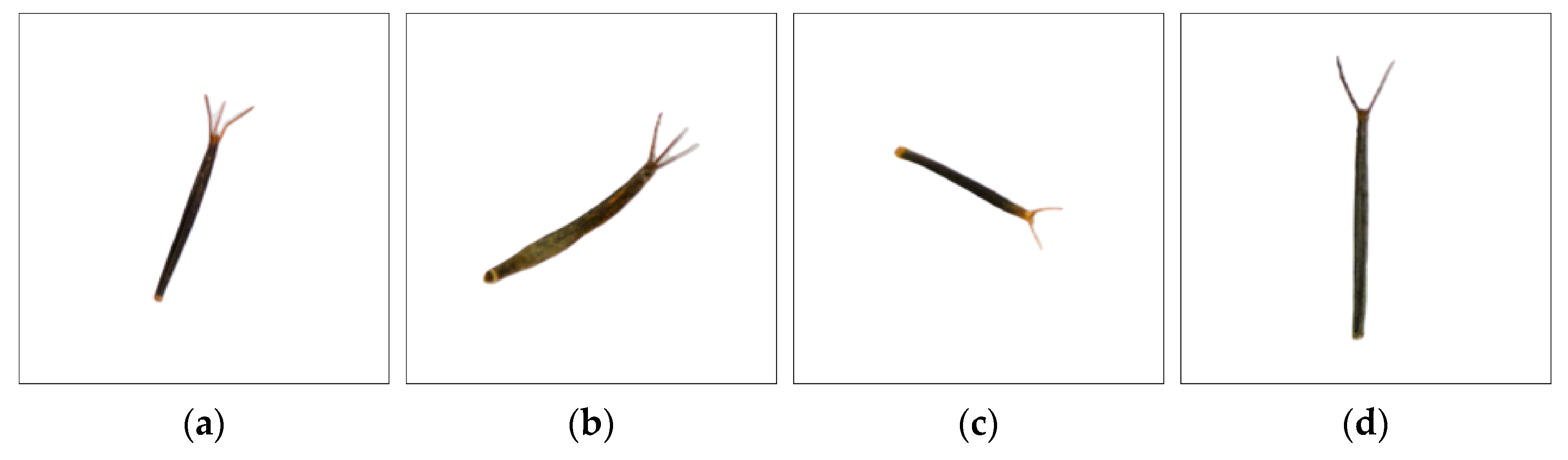 Agronomy 14 02675 g001