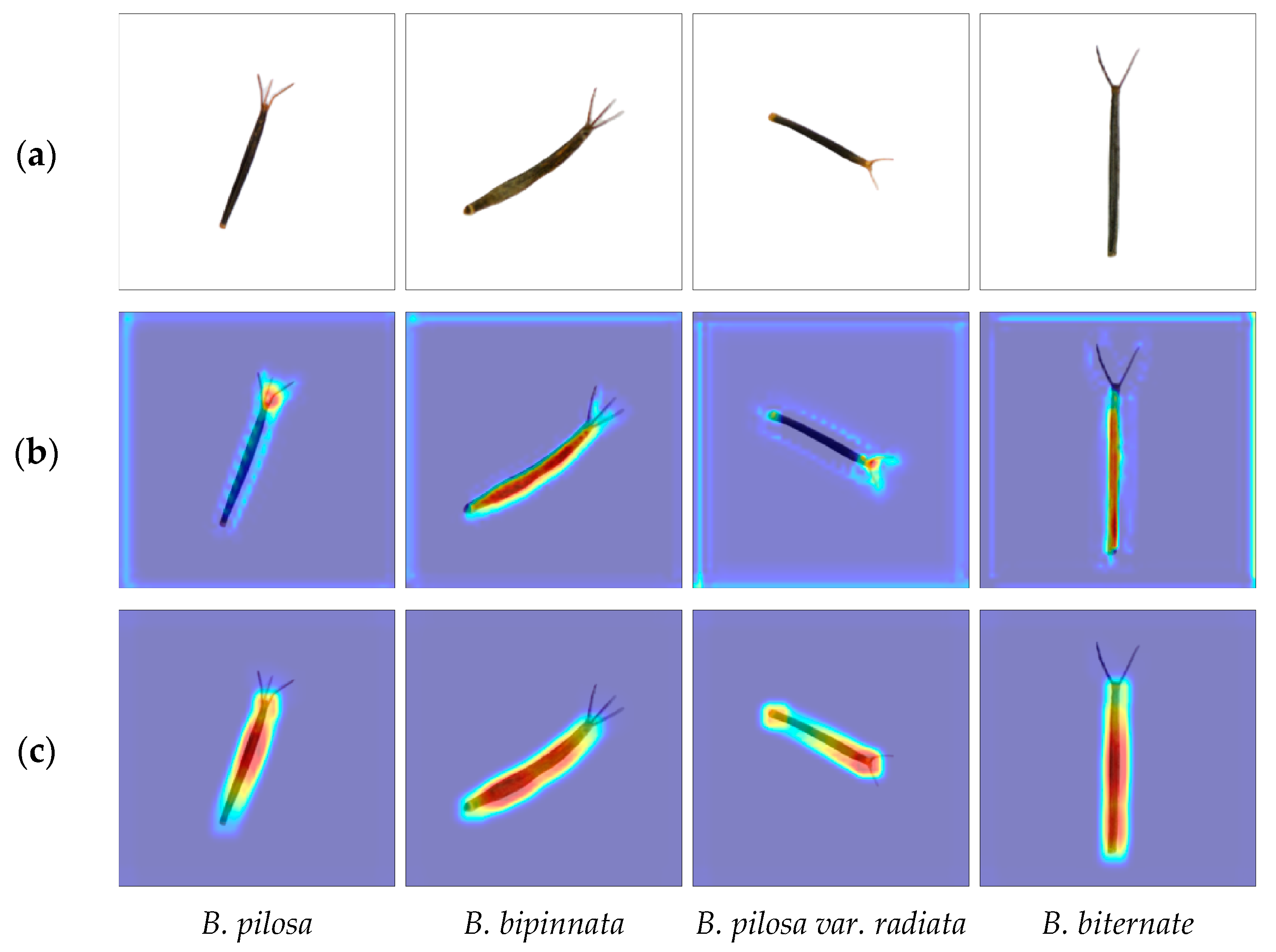 Agronomy 14 02675 g006