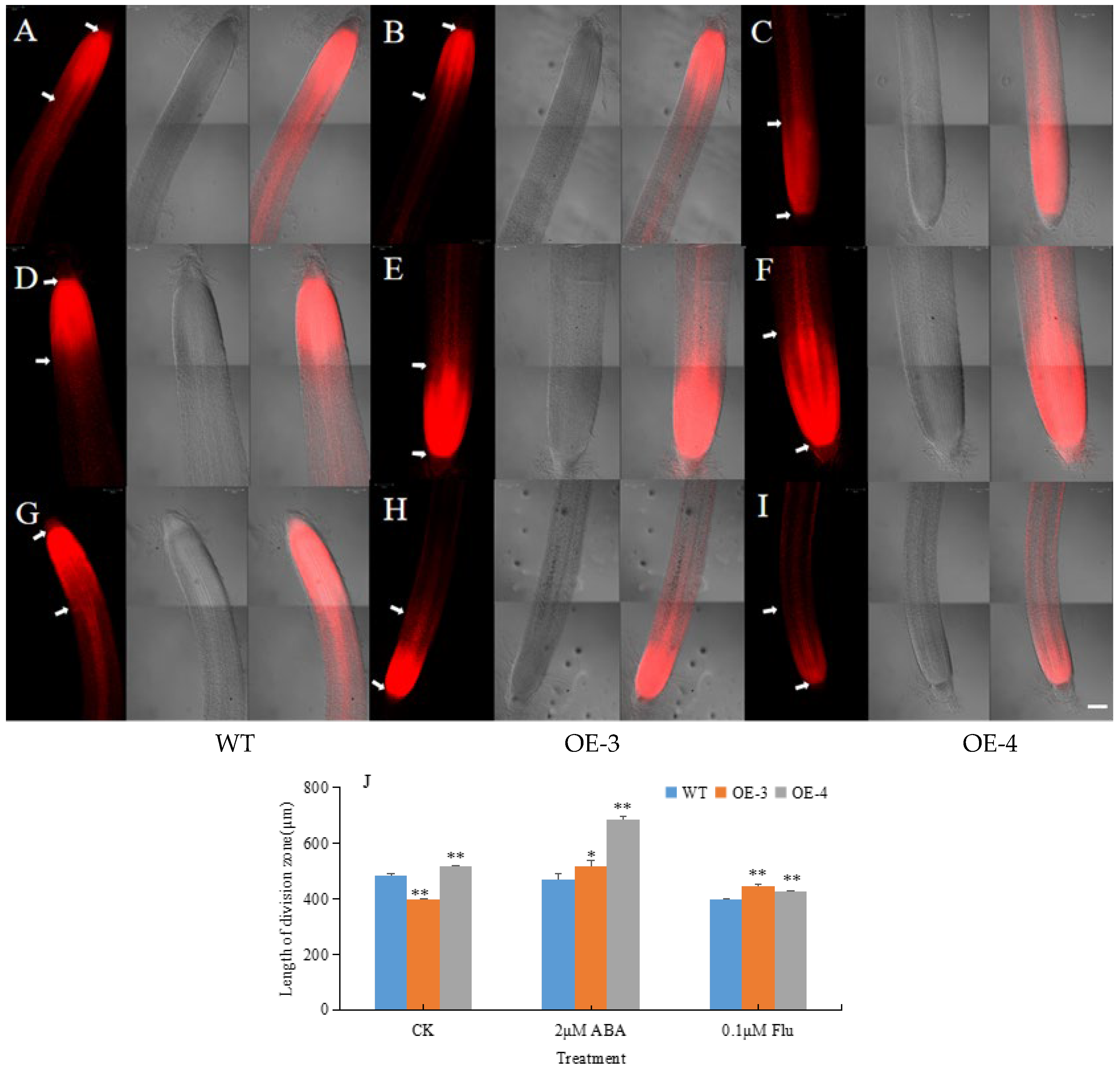 Agronomy 14 02683 g002