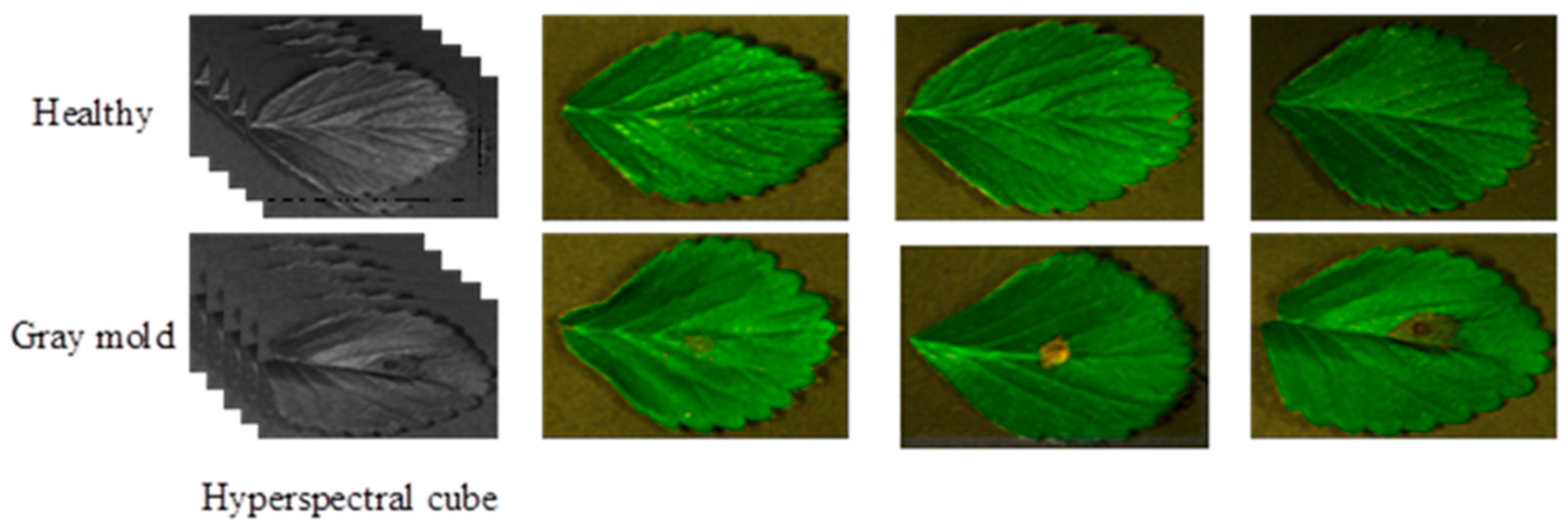 Agronomy 14 02694 g002