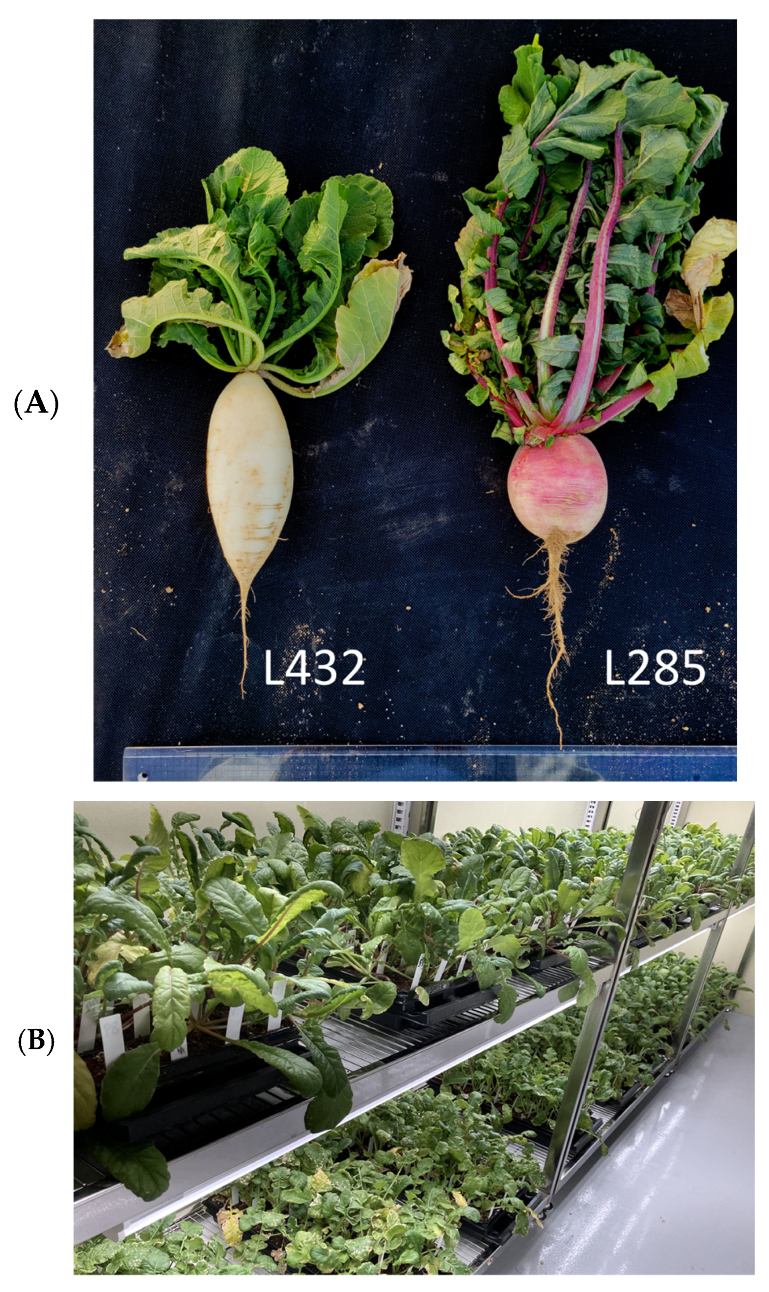 Agronomy 14 02700 g001