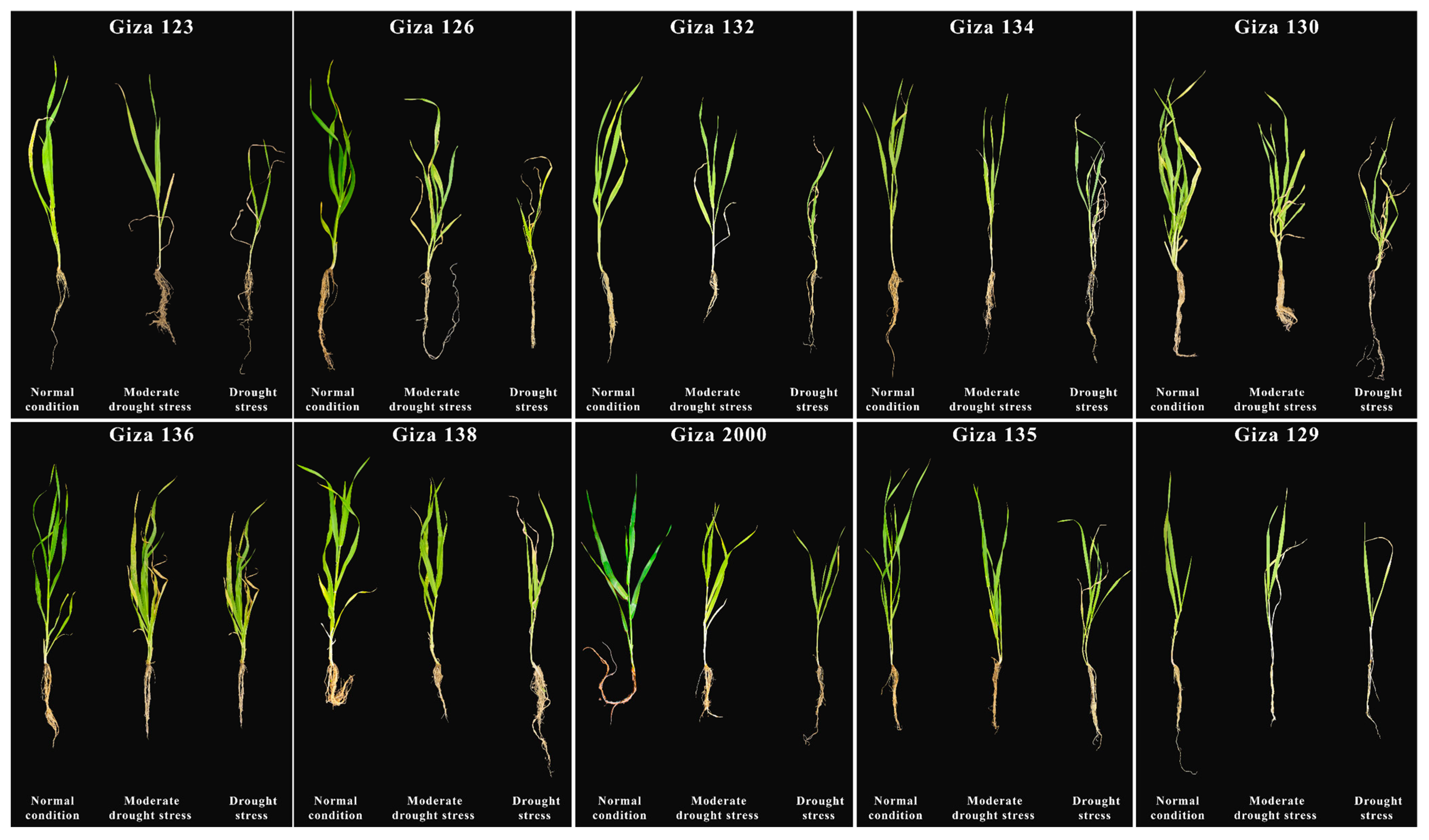 Agronomy 14 02711 g001