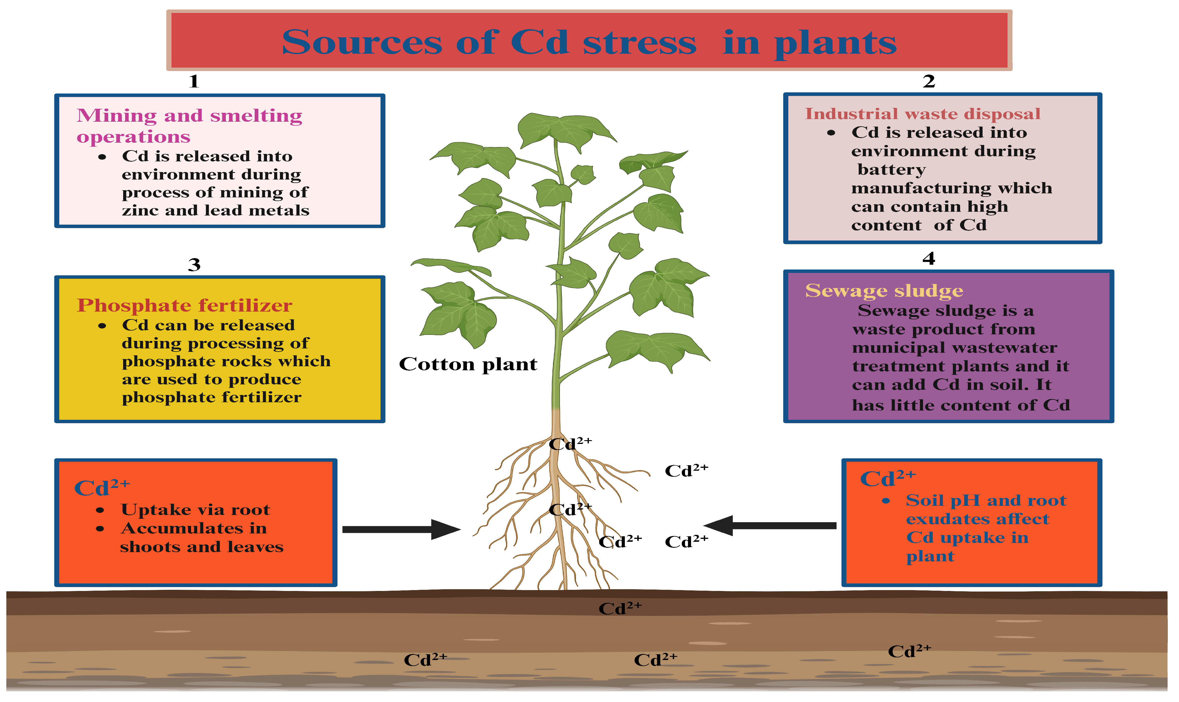 Agronomy 14 02713 g001