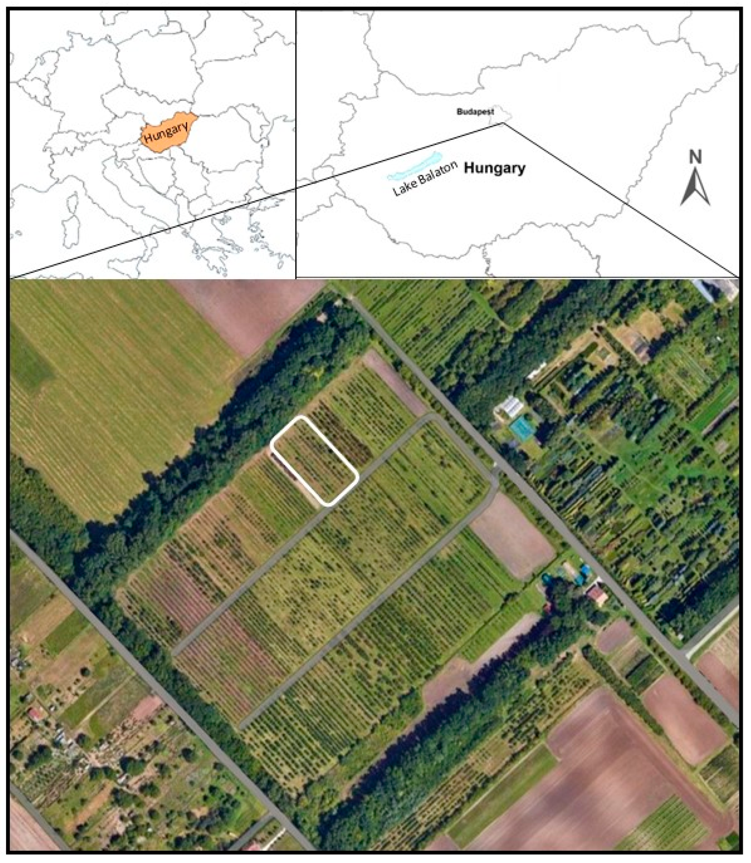 Agronomy 14 02716 g001