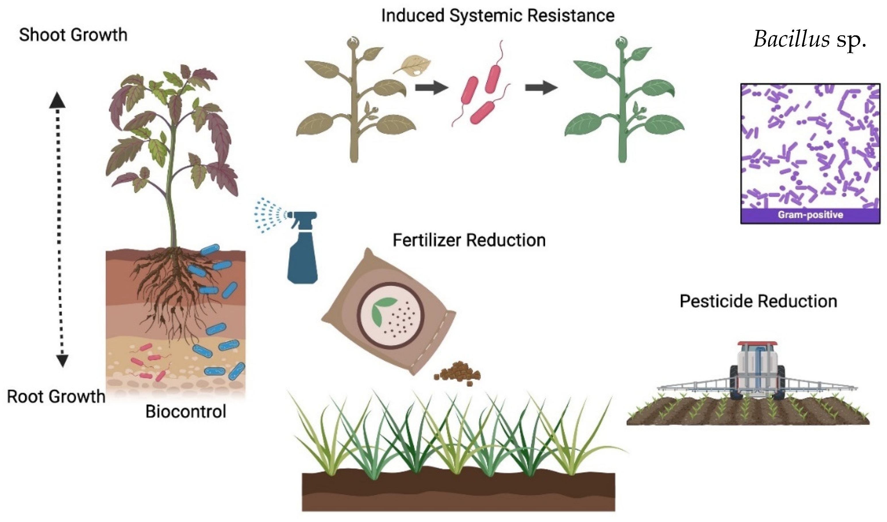 Agronomy 14 02723 g001