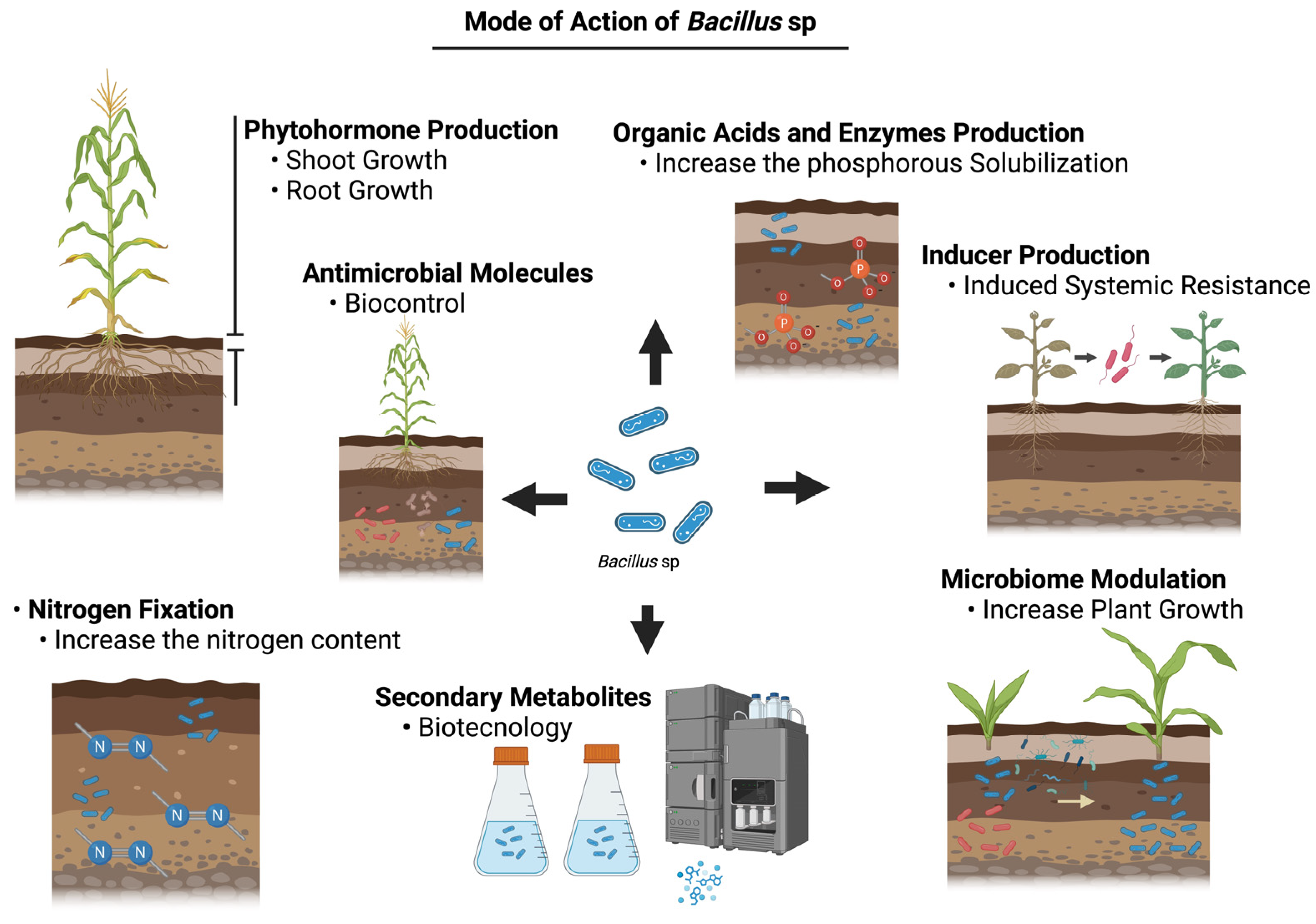 Agronomy 14 02723 g002
