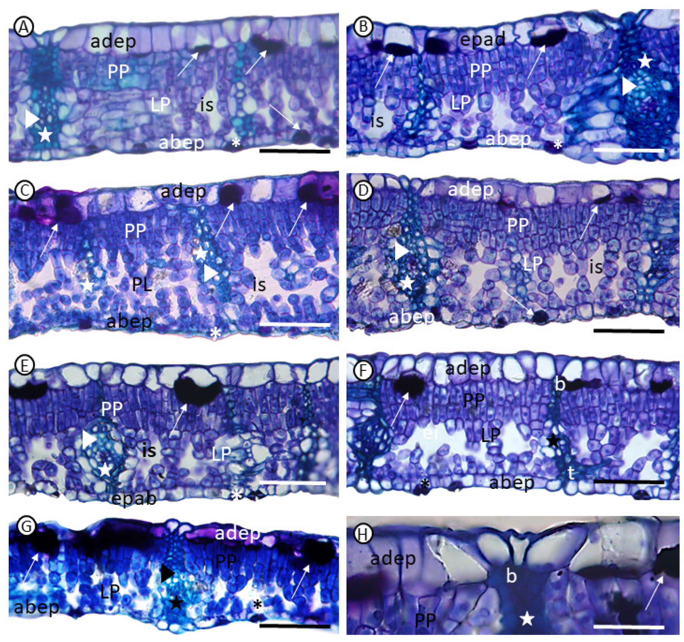 Agronomy 14 02730 g002