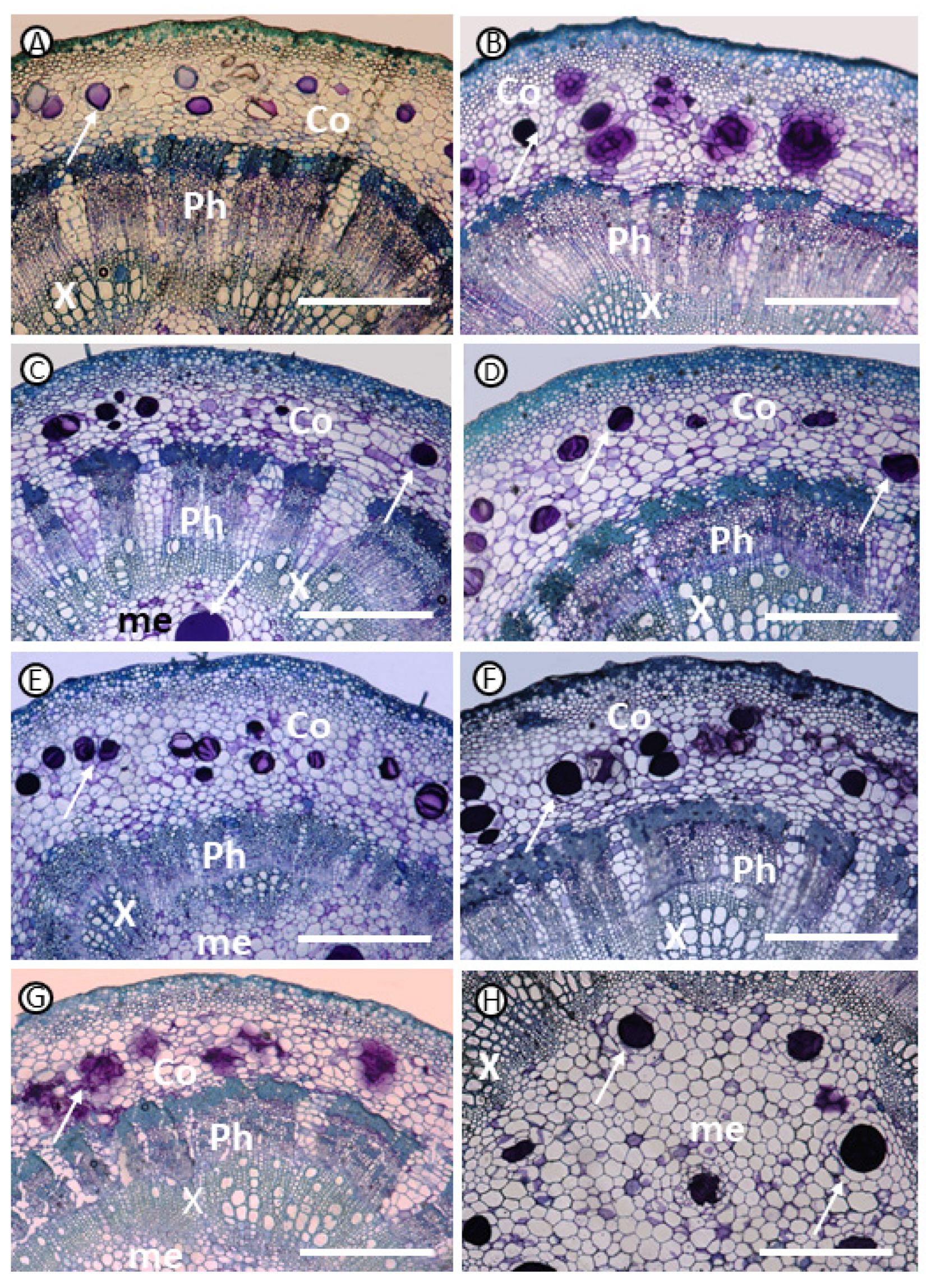 Agronomy 14 02730 g003