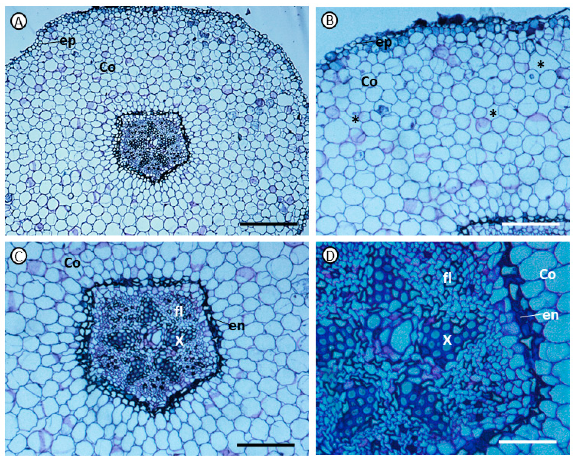 Agronomy 14 02730 g004